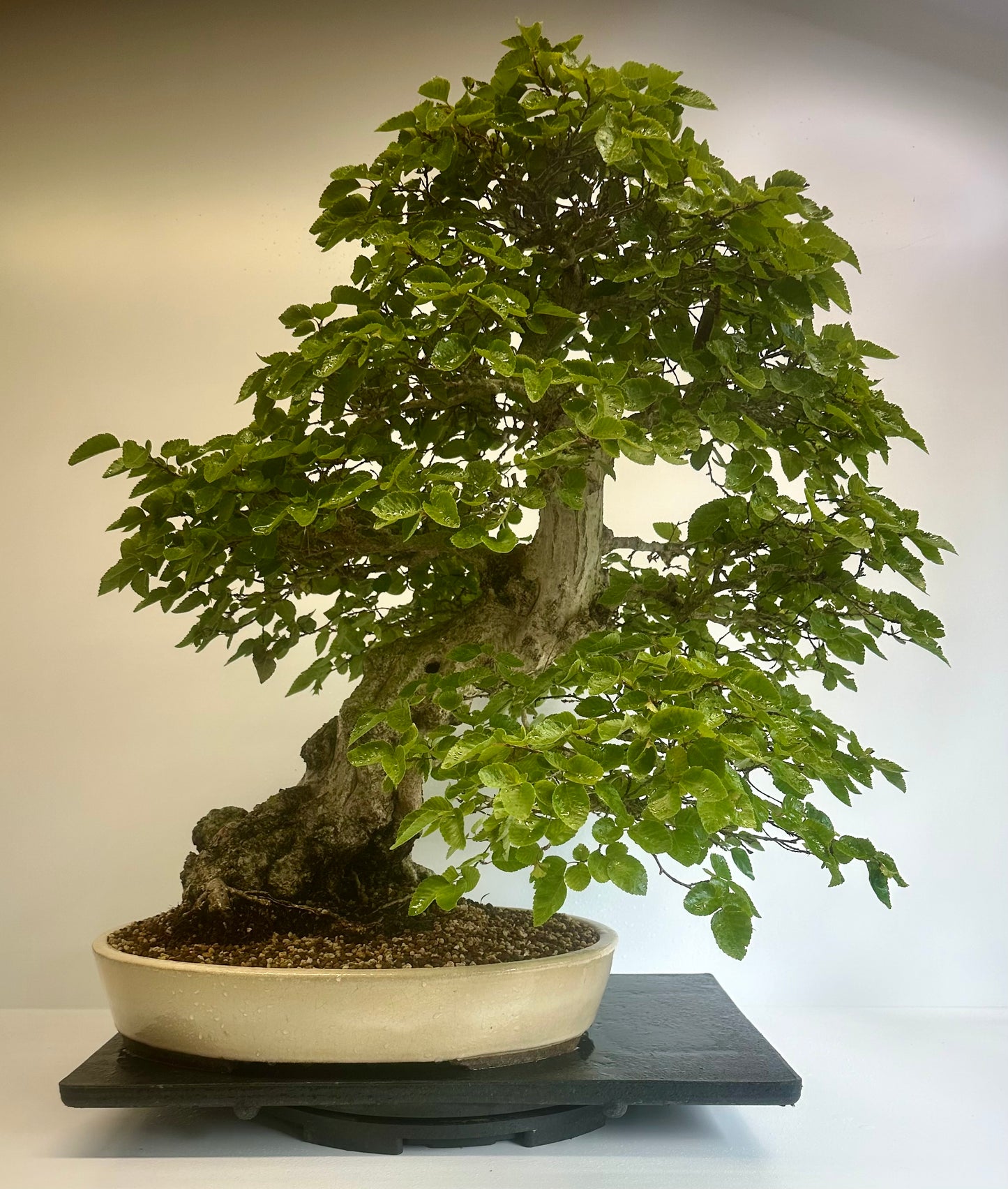 Korean Hornbeam