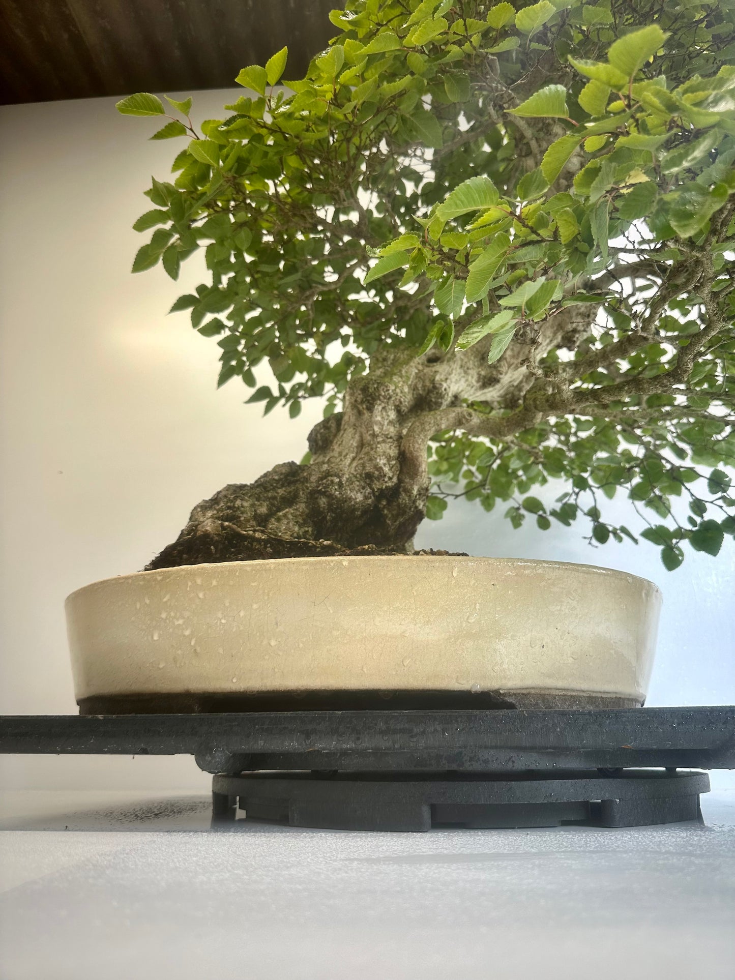 Korean Hornbeam