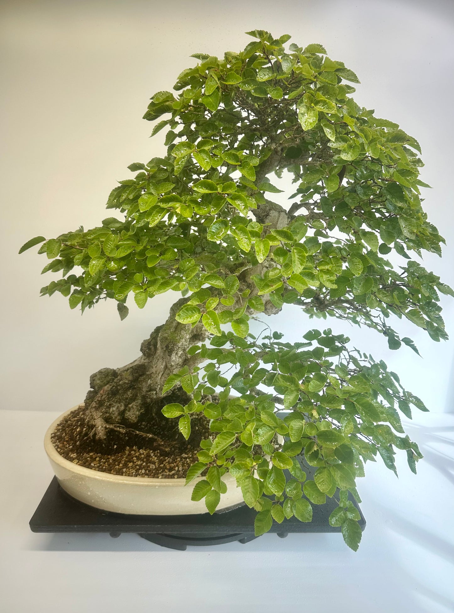 Korean Hornbeam