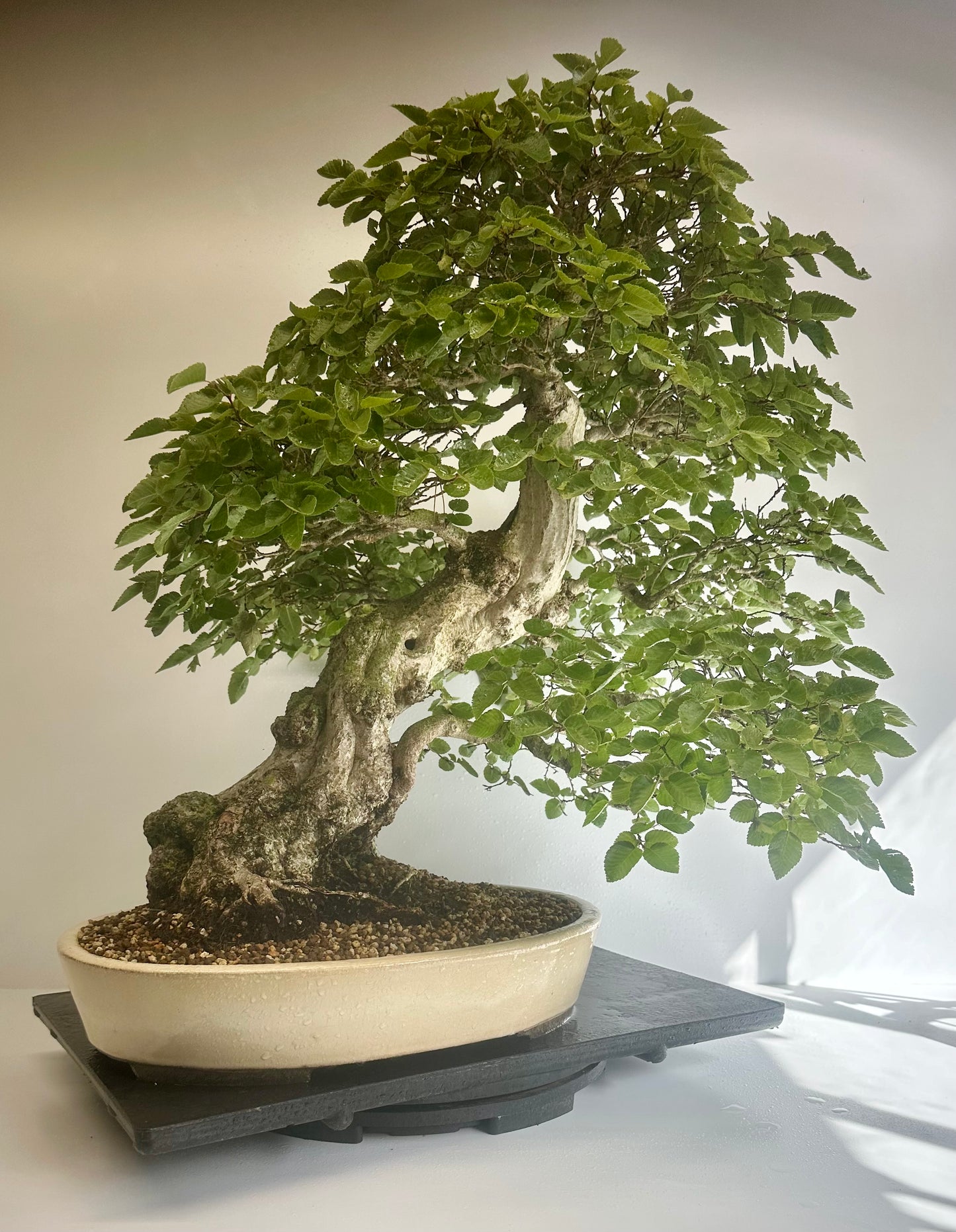 Korean Hornbeam