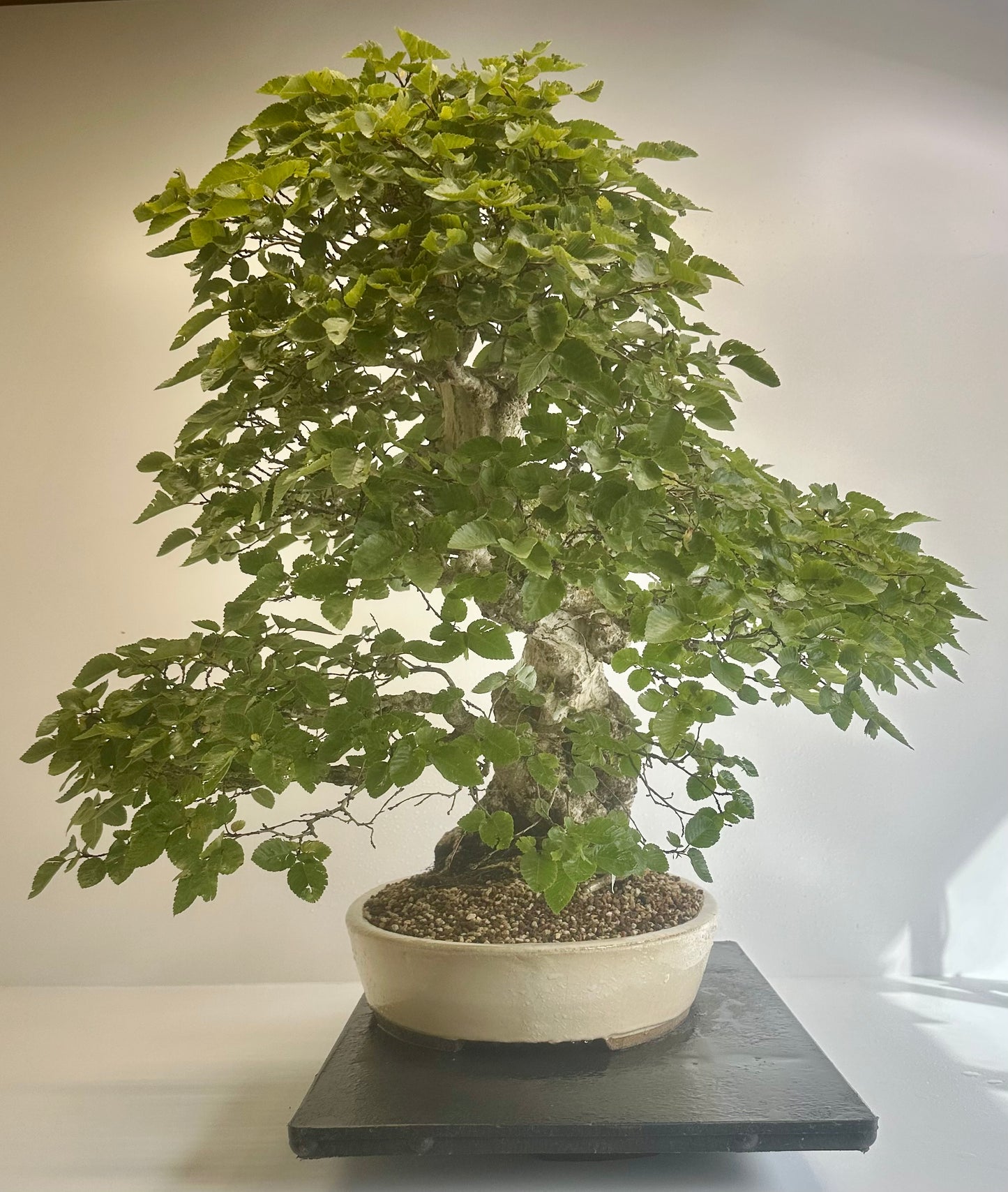 Korean Hornbeam