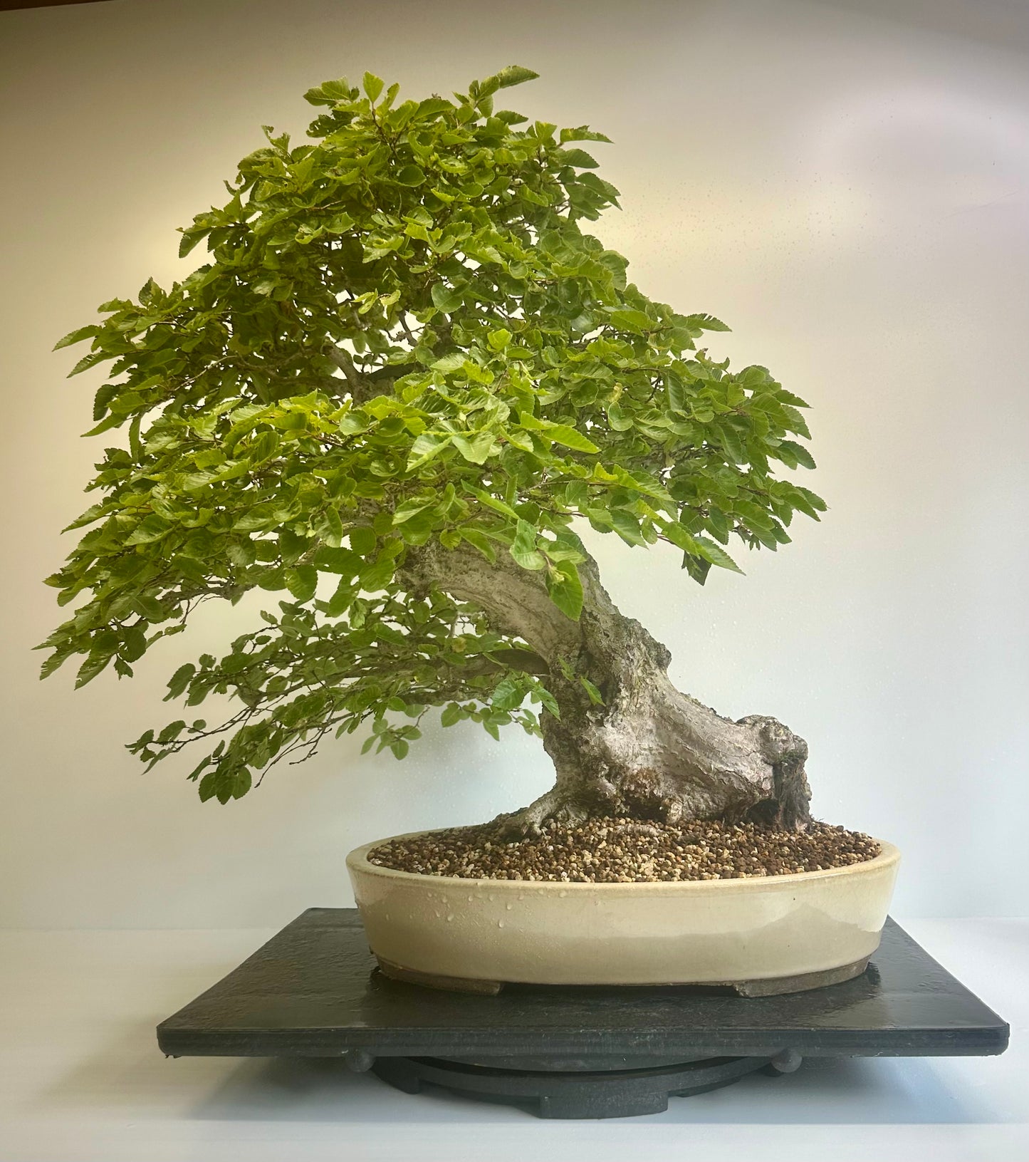 Korean Hornbeam