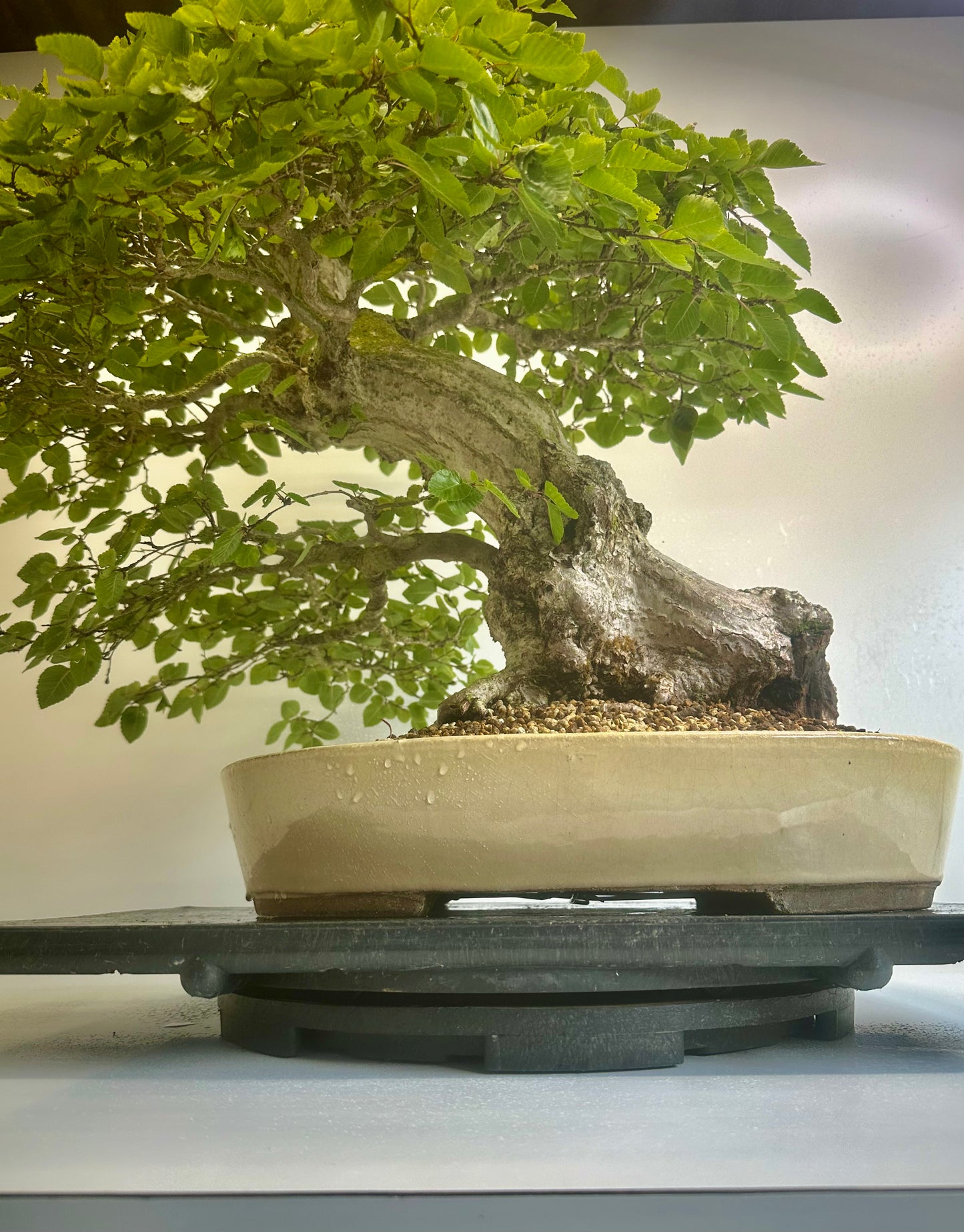 Korean Hornbeam