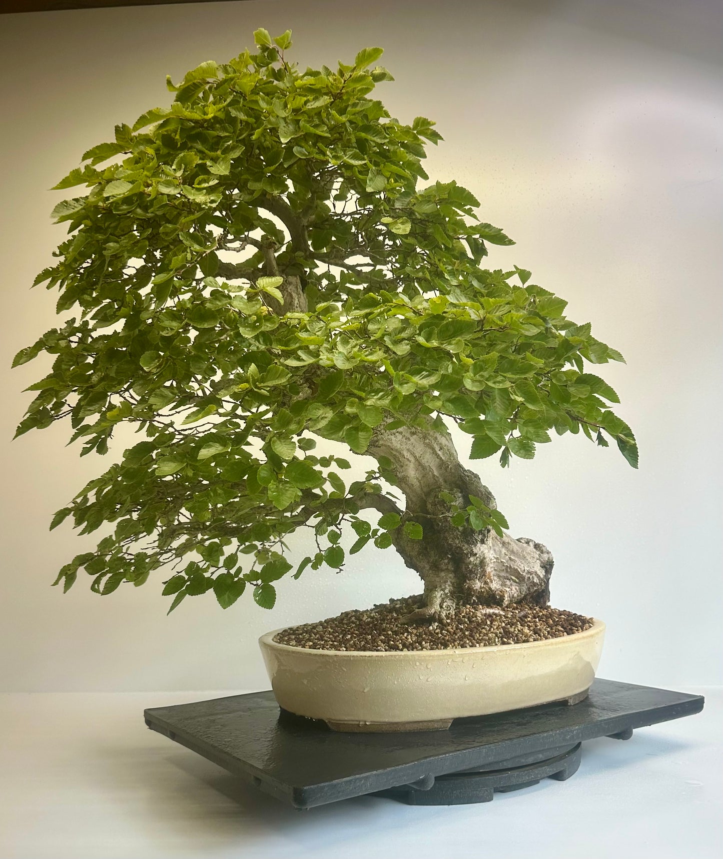 Korean Hornbeam