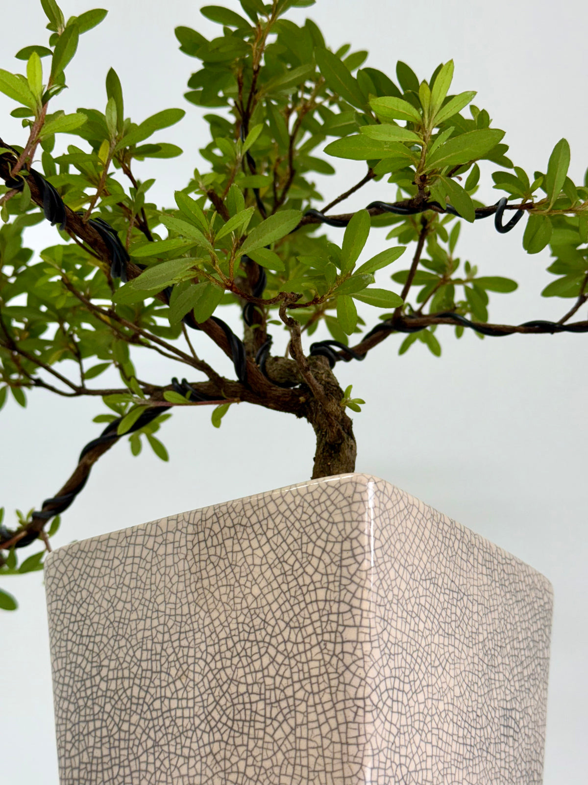 Satsuki Azalea Bonsai Tree – 45 cm in Yixing Pot