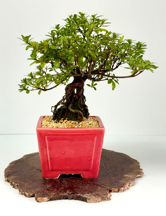 Exposed Root Azalea Bonsai | Flowering Satsuki Azalea – 33 cm
