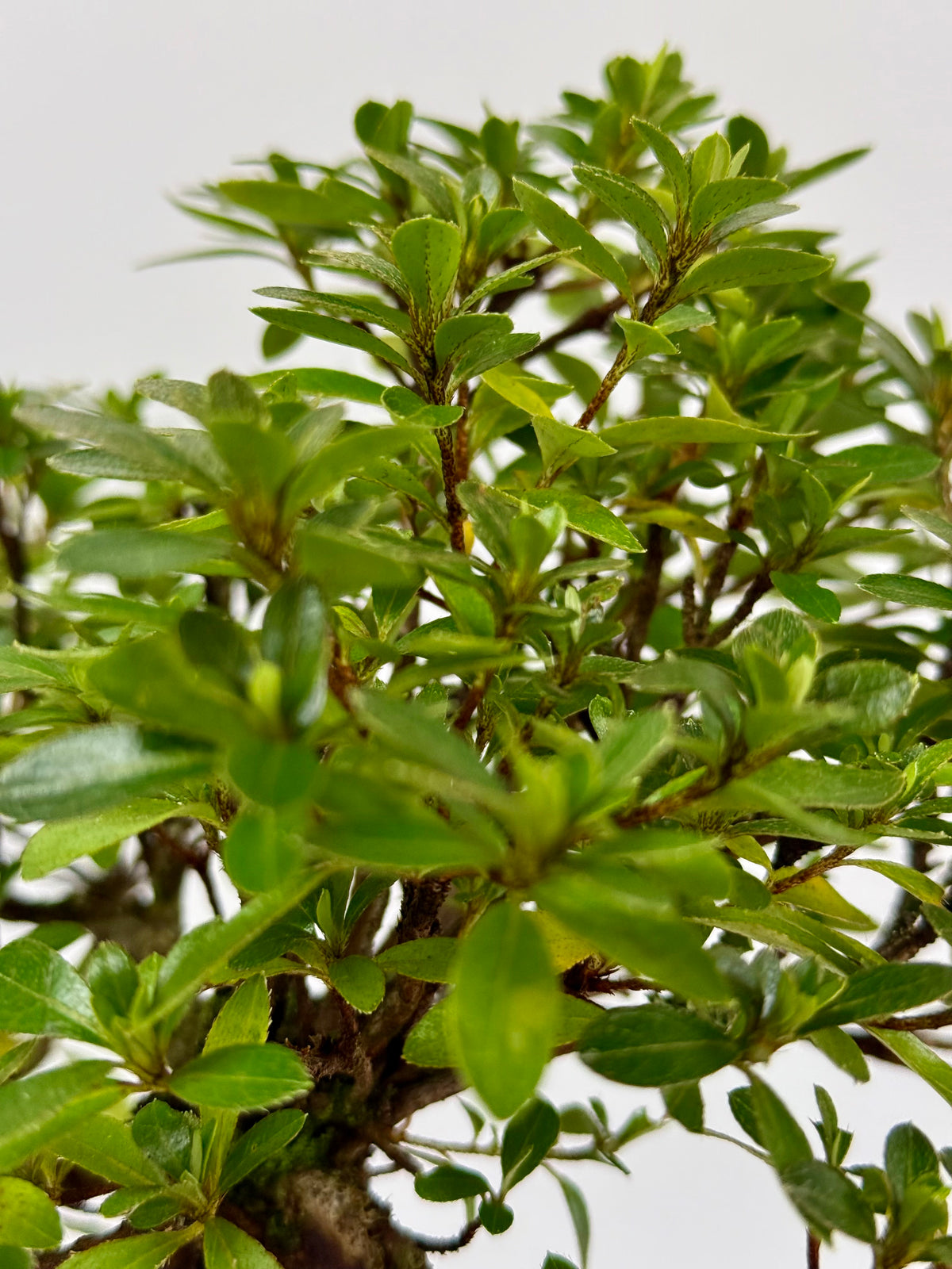 Exposed Root Azalea Bonsai | Flowering Satsuki Azalea – 33 cm