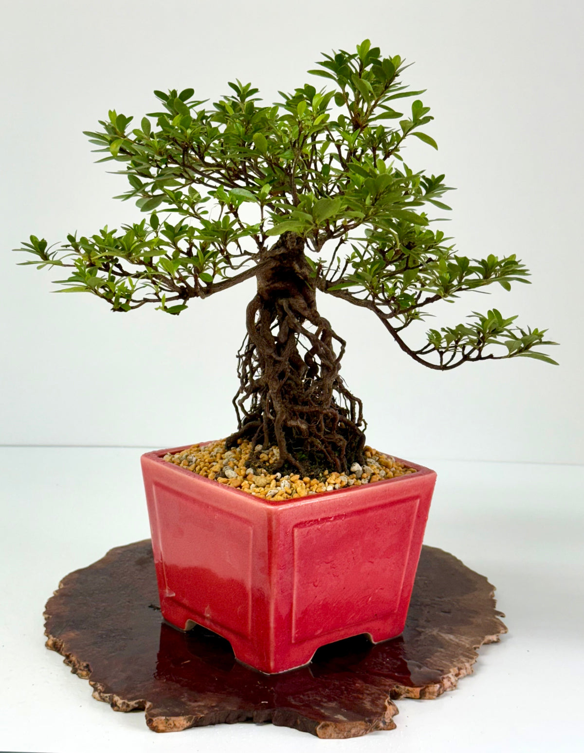Exposed Root Azalea Bonsai | Flowering Satsuki Azalea – 37 cm