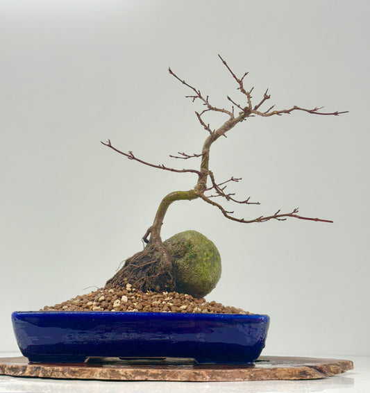 Kyno Ito Japanese Maple Bonsai – Root Over Rock