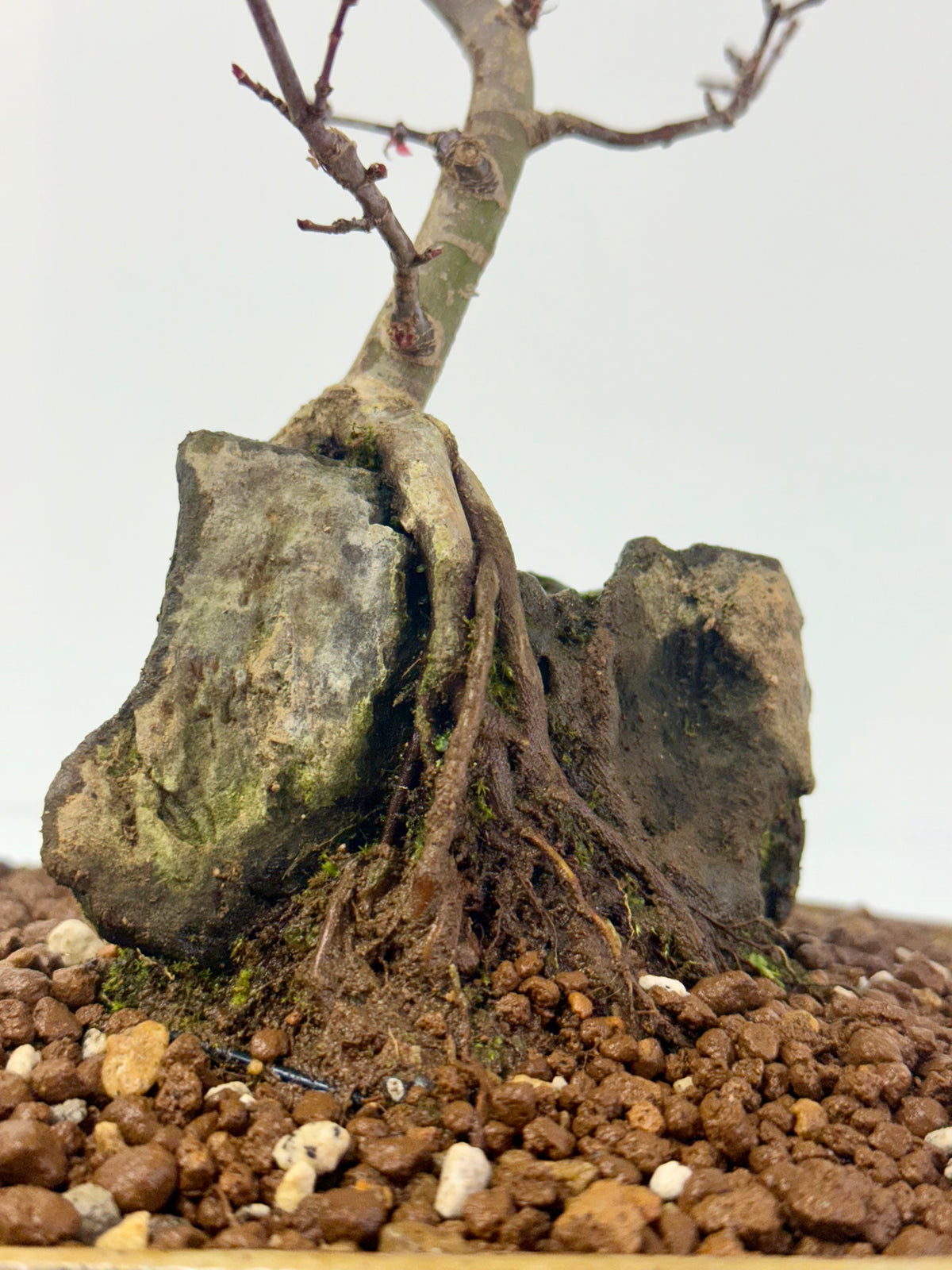 Kyno Ito Japanese Maple Bonsai – Root Over Rock (Copy)