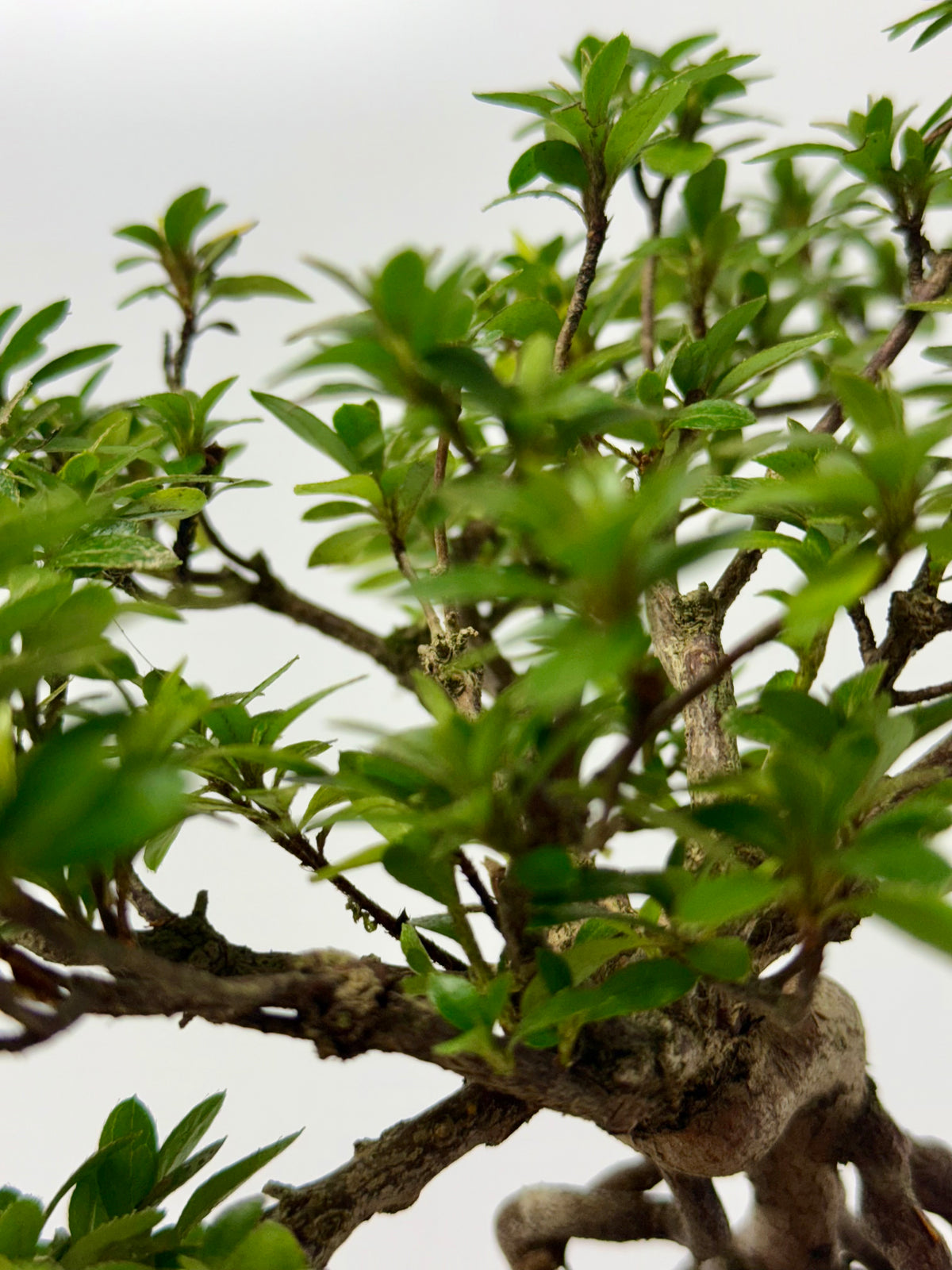 Exposed Root Azalea Bonsai | Flowering Satsuki Azalea – 35 cm