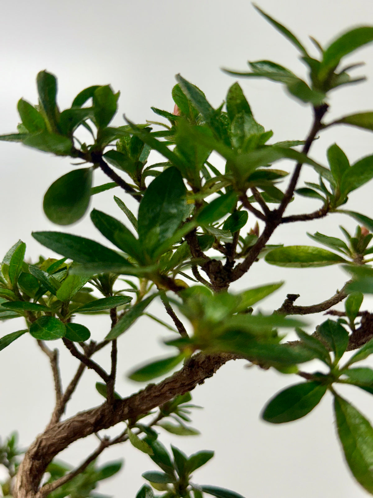 Satsuki Azalea Bonsai Tree – 33cm Flowering Bonsai