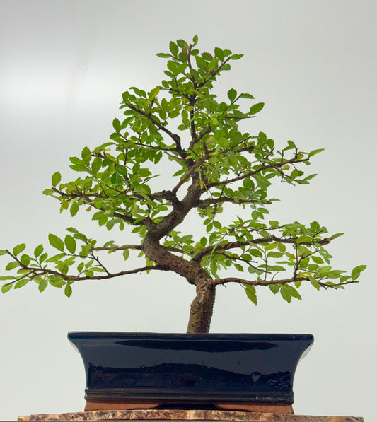 Chinese Elm Bonsai Tree