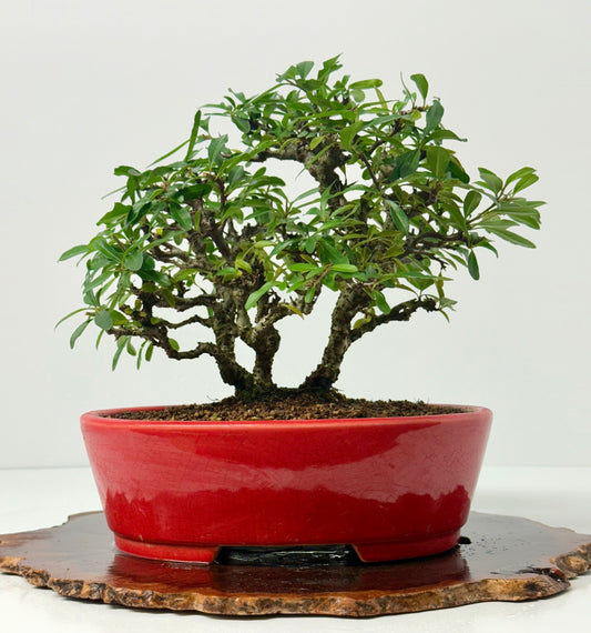 Pyracantha Clump Bonsai Tree – Firethorn Bonsai in Chinese Yixing Pot 35 x 30 cm