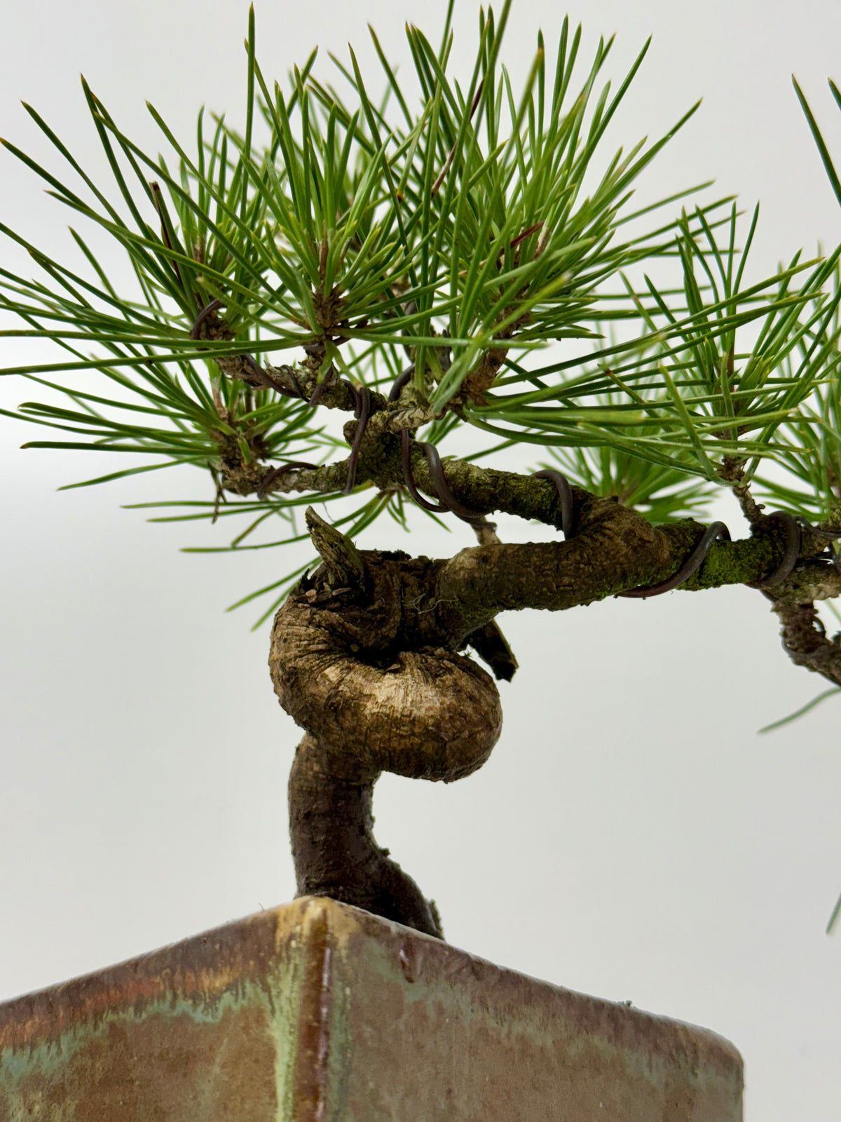 Black Pine Shohin Bonsai Tree
