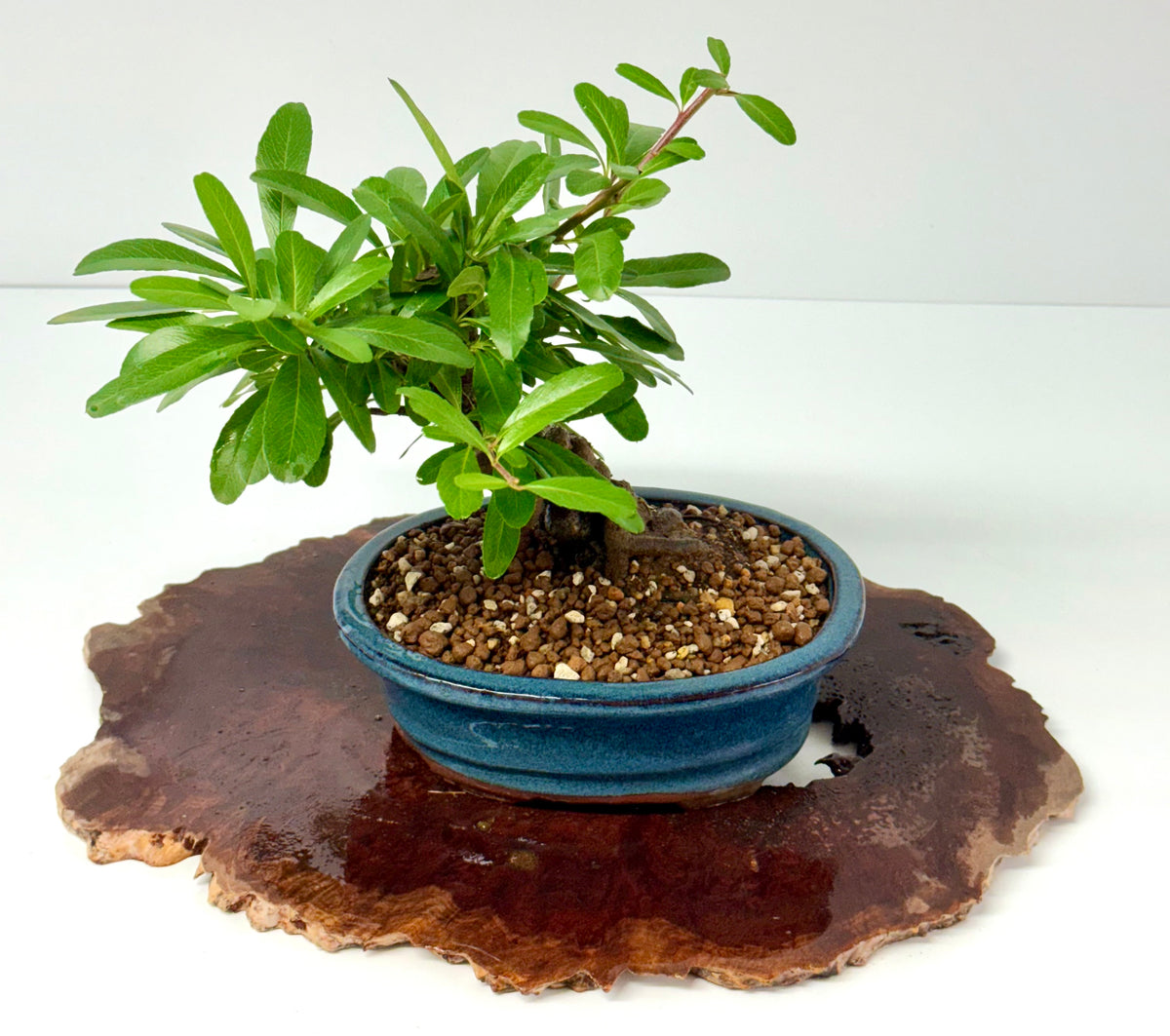 Pyracantha Bonsai Tree | Firethorn Bonsai | 25cm UK