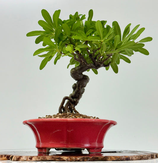 Pyracantha Bonsai Tree – Firethorn Bonsai in Chinese Yixing Pot 30 cm