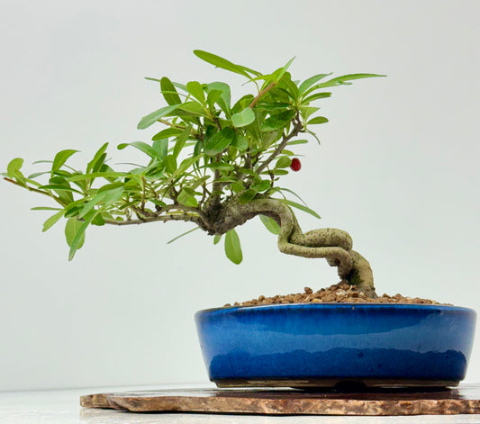 Pyracantha Bonsai Tree – Firethorn Bonsai in Chinese Pot 24 cm