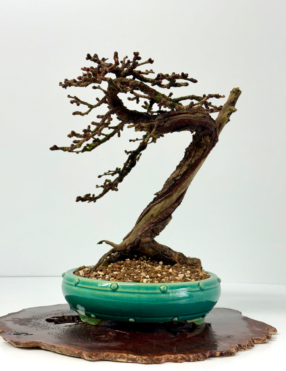 Specimen Kifu Sized European Larch Bonsai Tree.