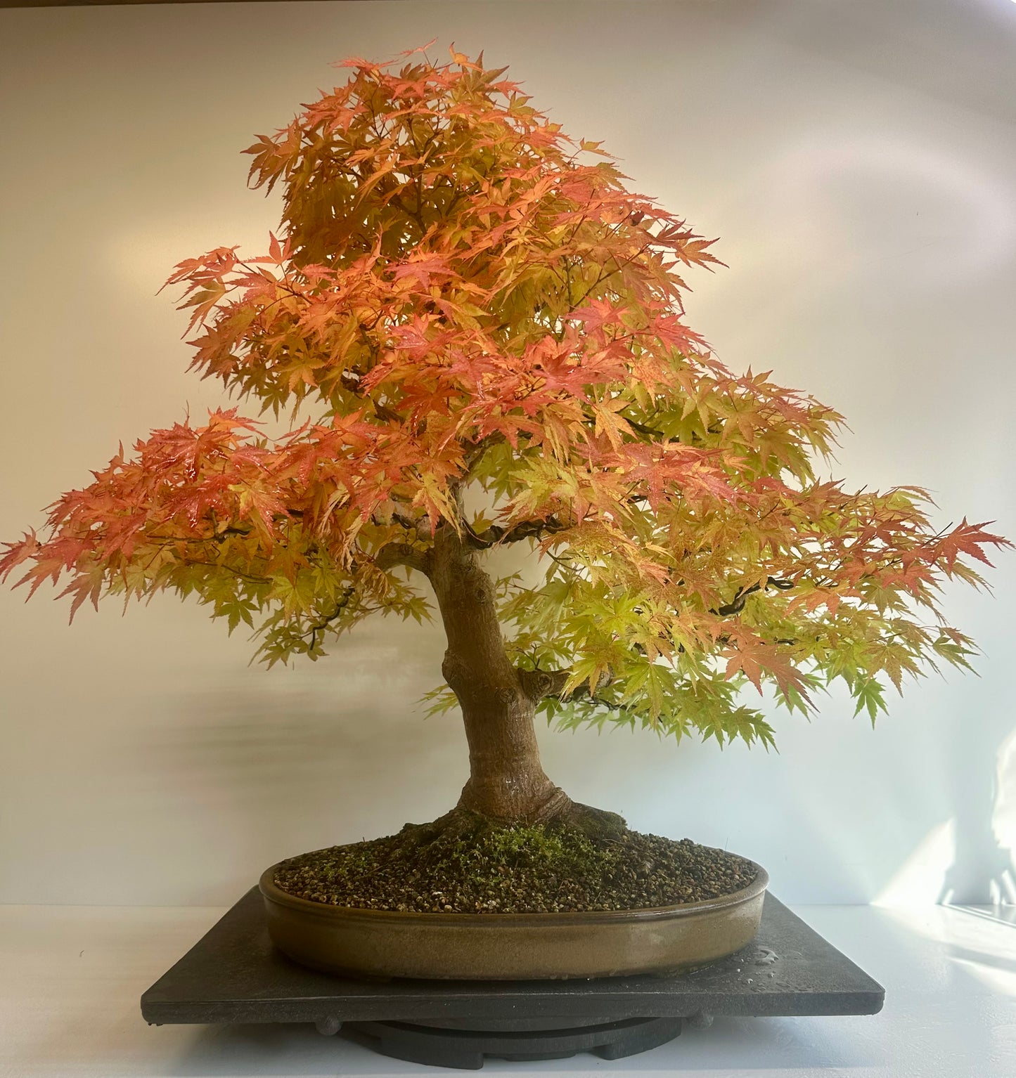 Acer Palmatum - Mountain Maple