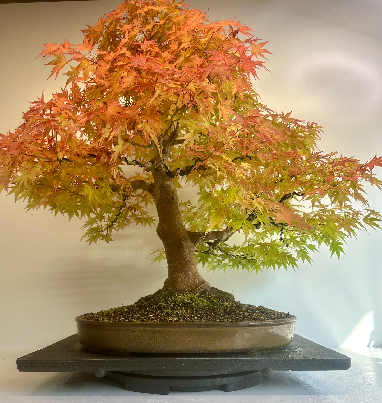 Acer Palmatum - Mountain Maple