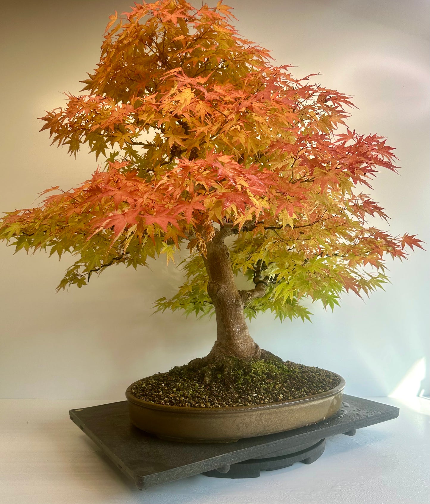 Acer Palmatum - Mountain Maple