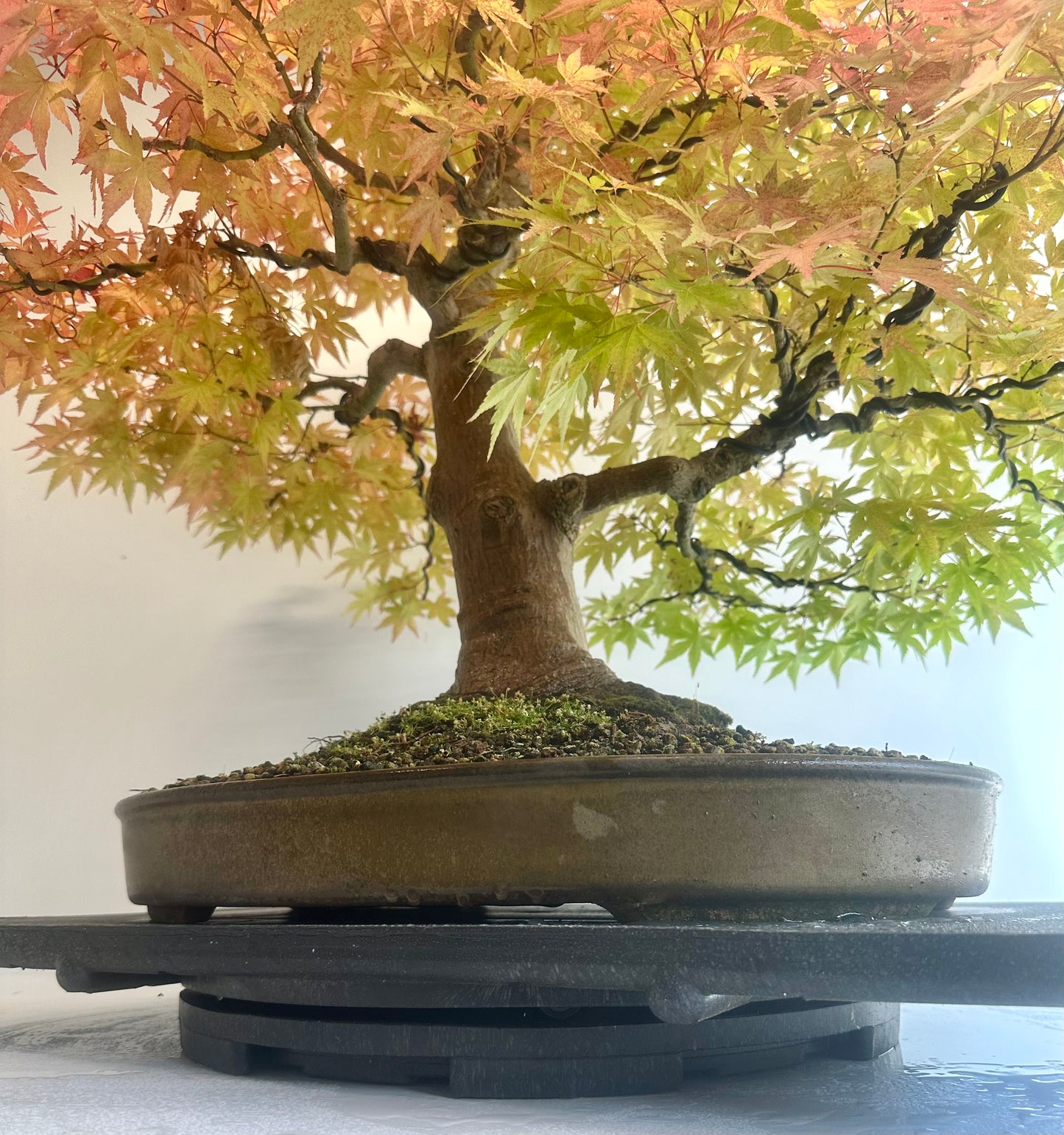 Acer Palmatum - Mountain Maple