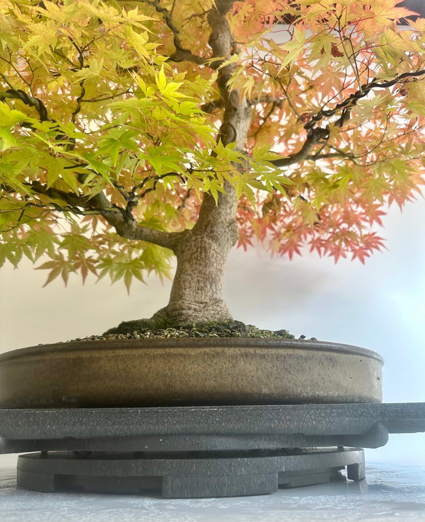 Acer Palmatum - Mountain Maple