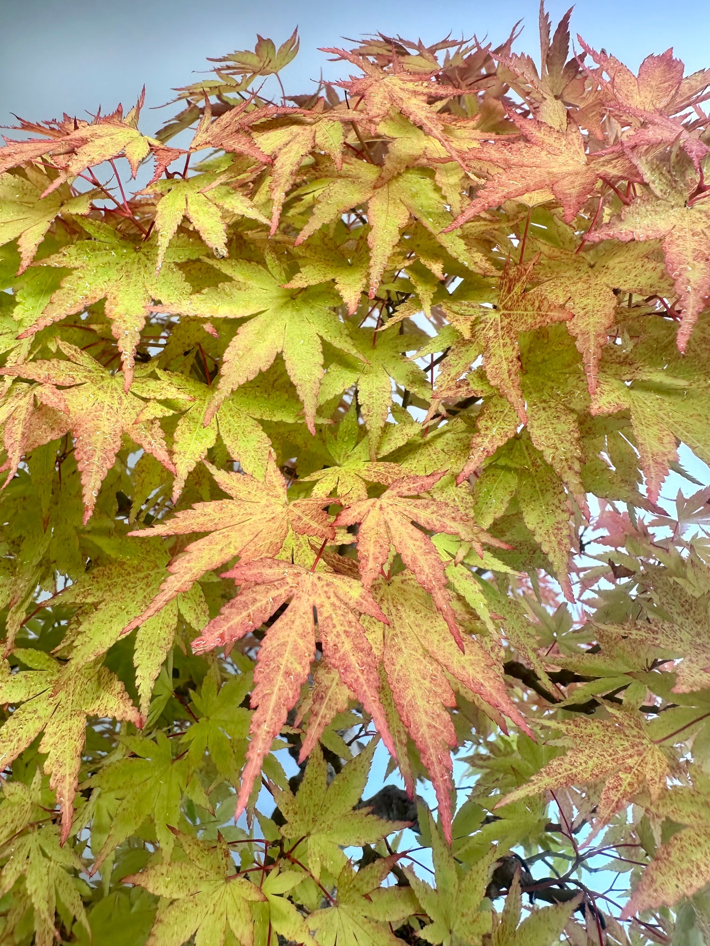 Acer Palmatum - Mountain Maple