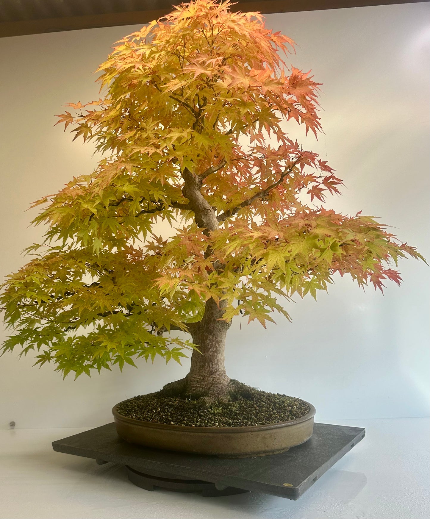 Acer Palmatum - Mountain Maple