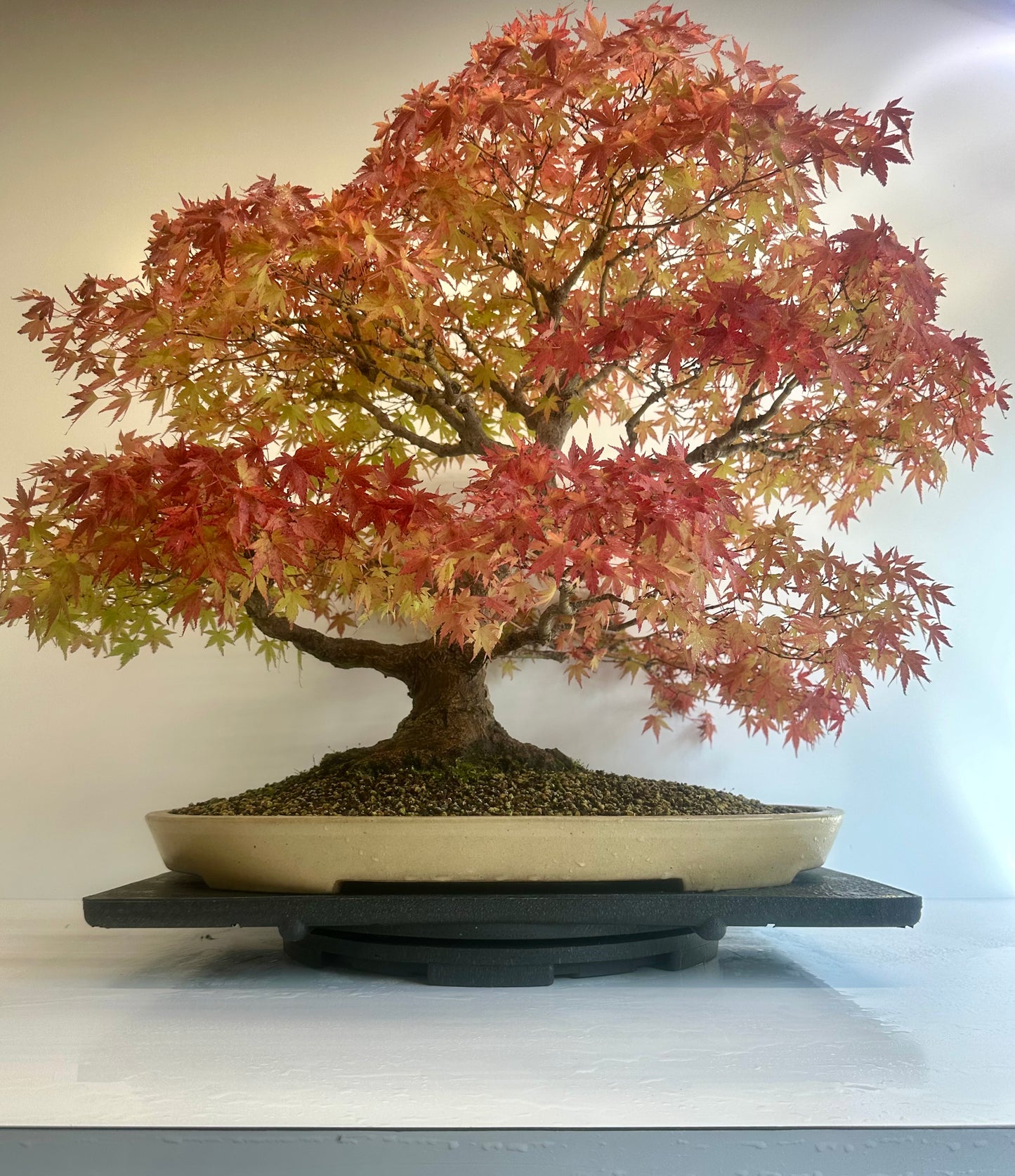 Acer Palmatum - Mountain Maple