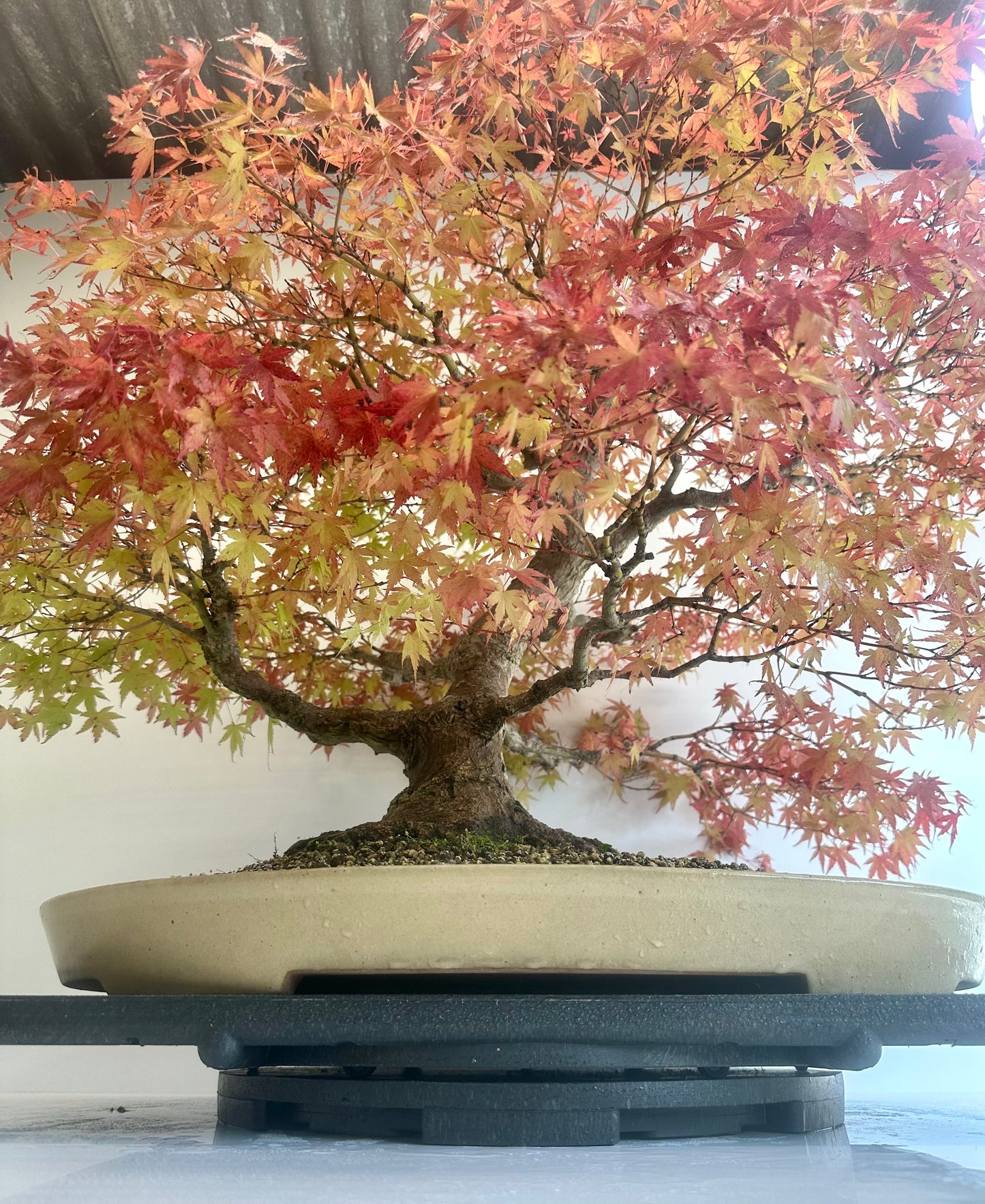Acer Palmatum - Mountain Maple