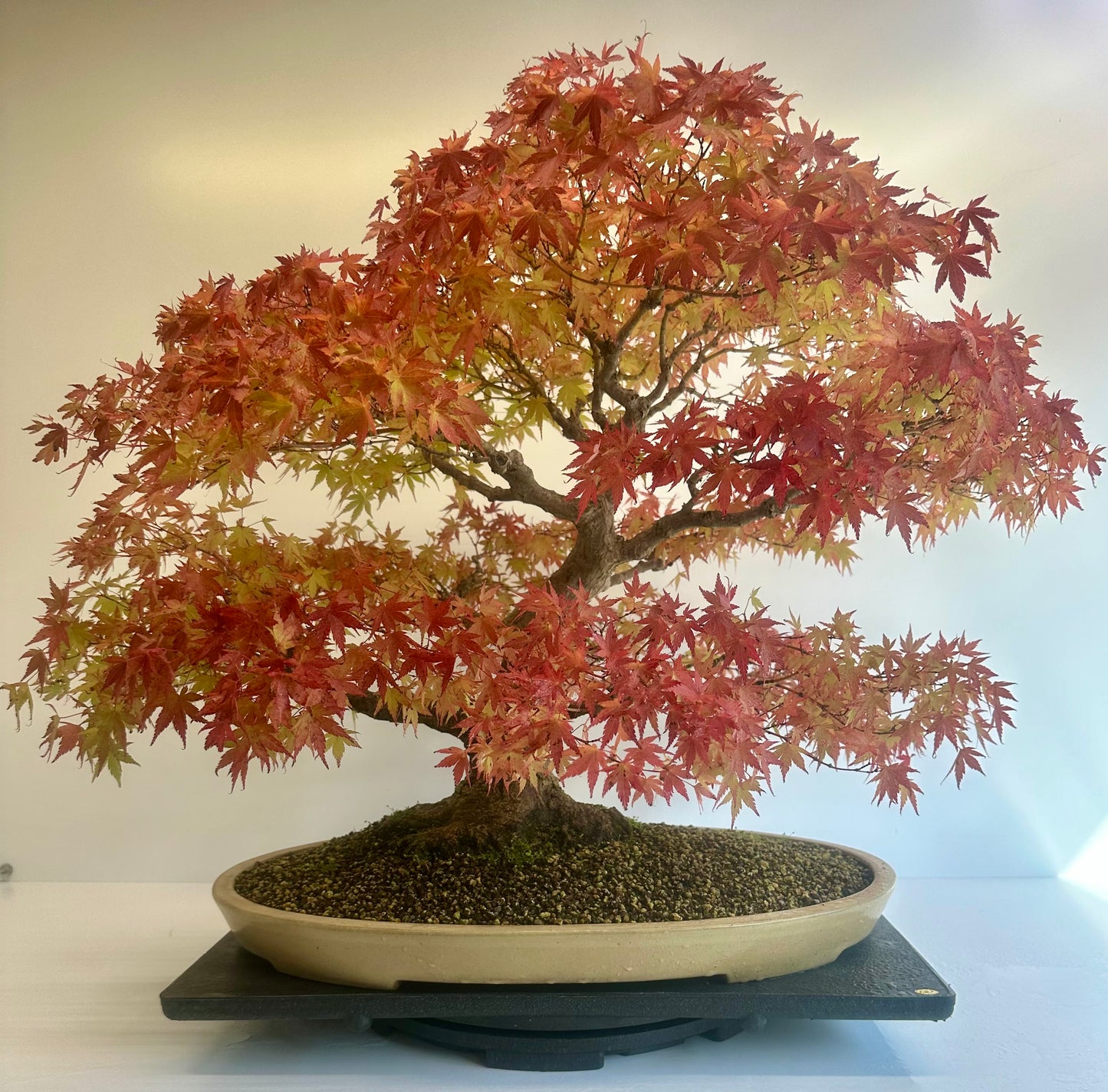 Acer Palmatum - Mountain Maple