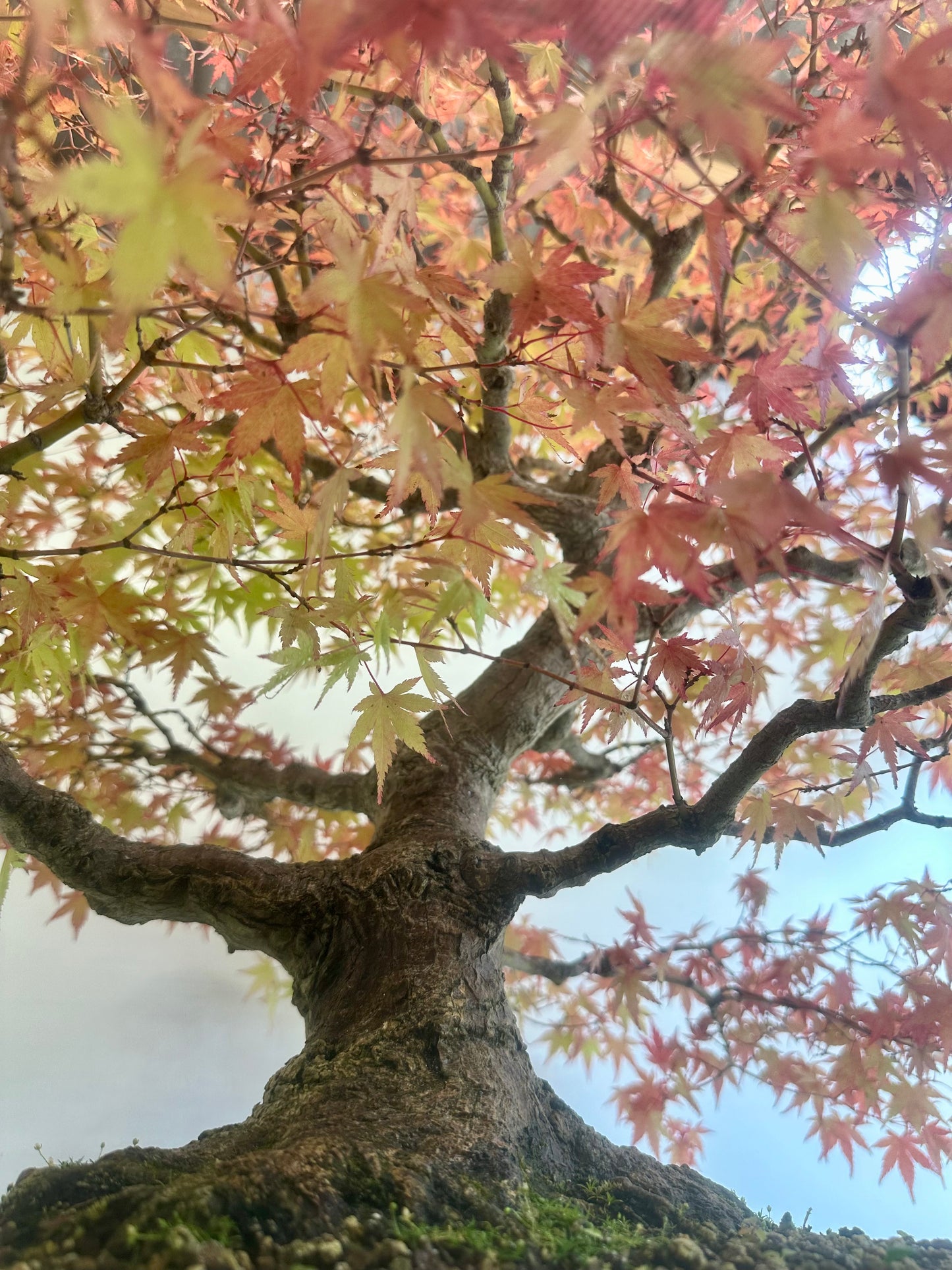 Acer Palmatum - Mountain Maple
