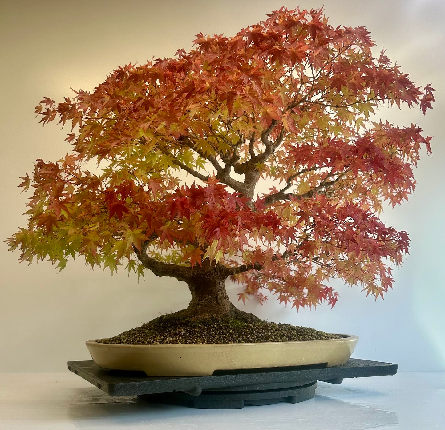 Acer Palmatum - Mountain Maple