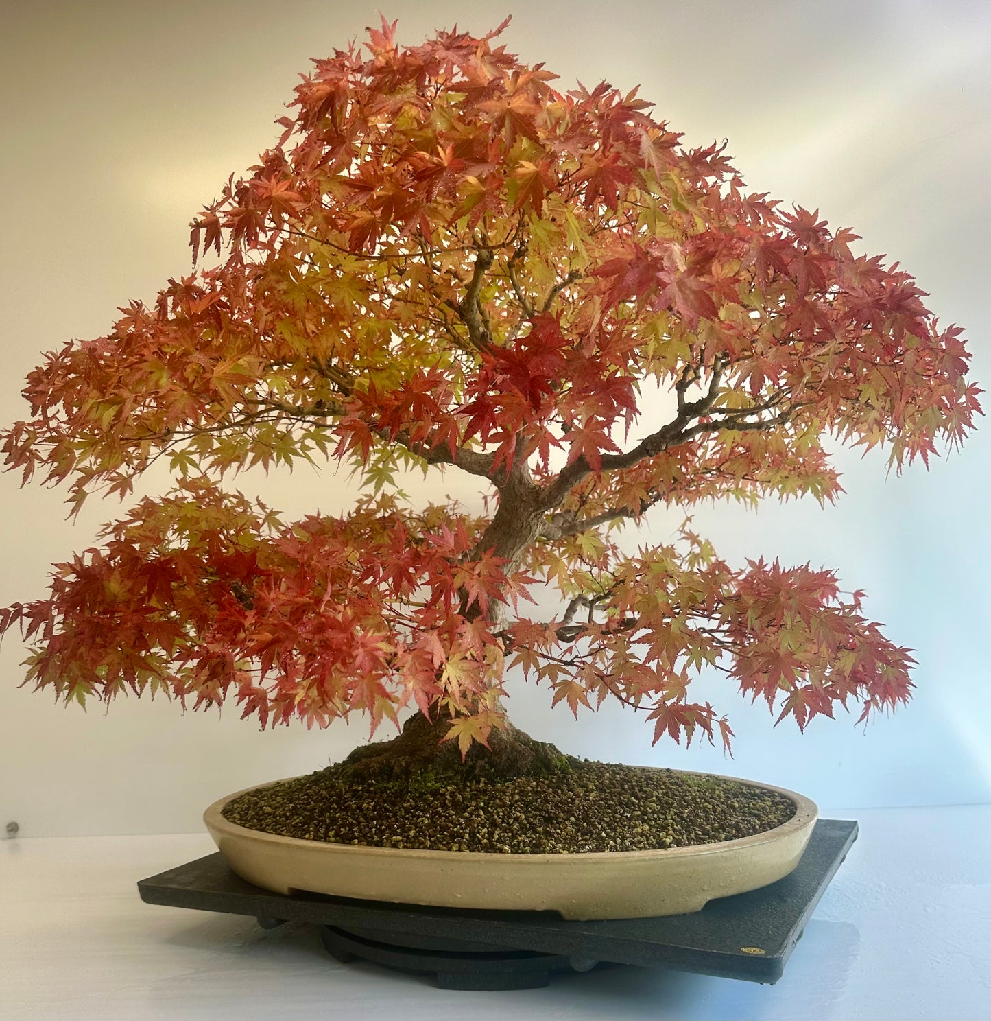 Acer Palmatum - Mountain Maple