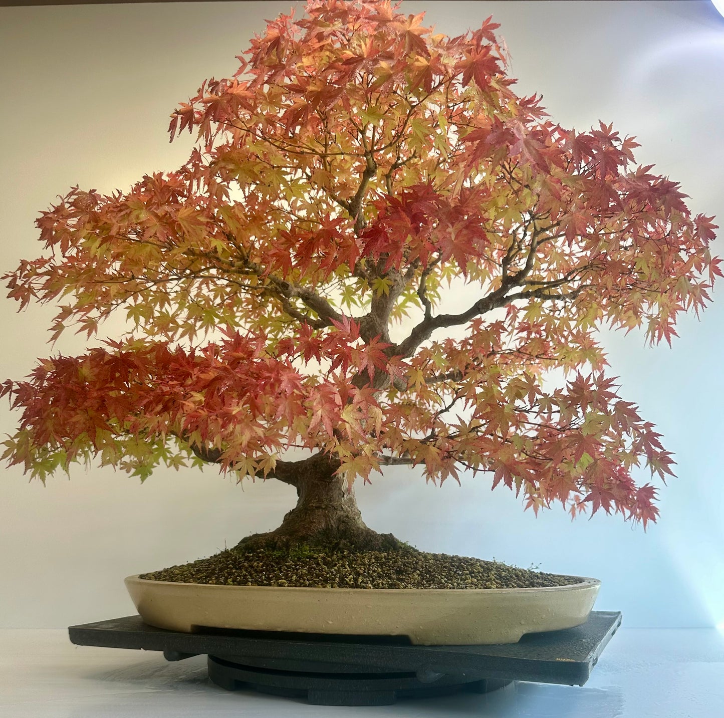 Acer Palmatum - Mountain Maple