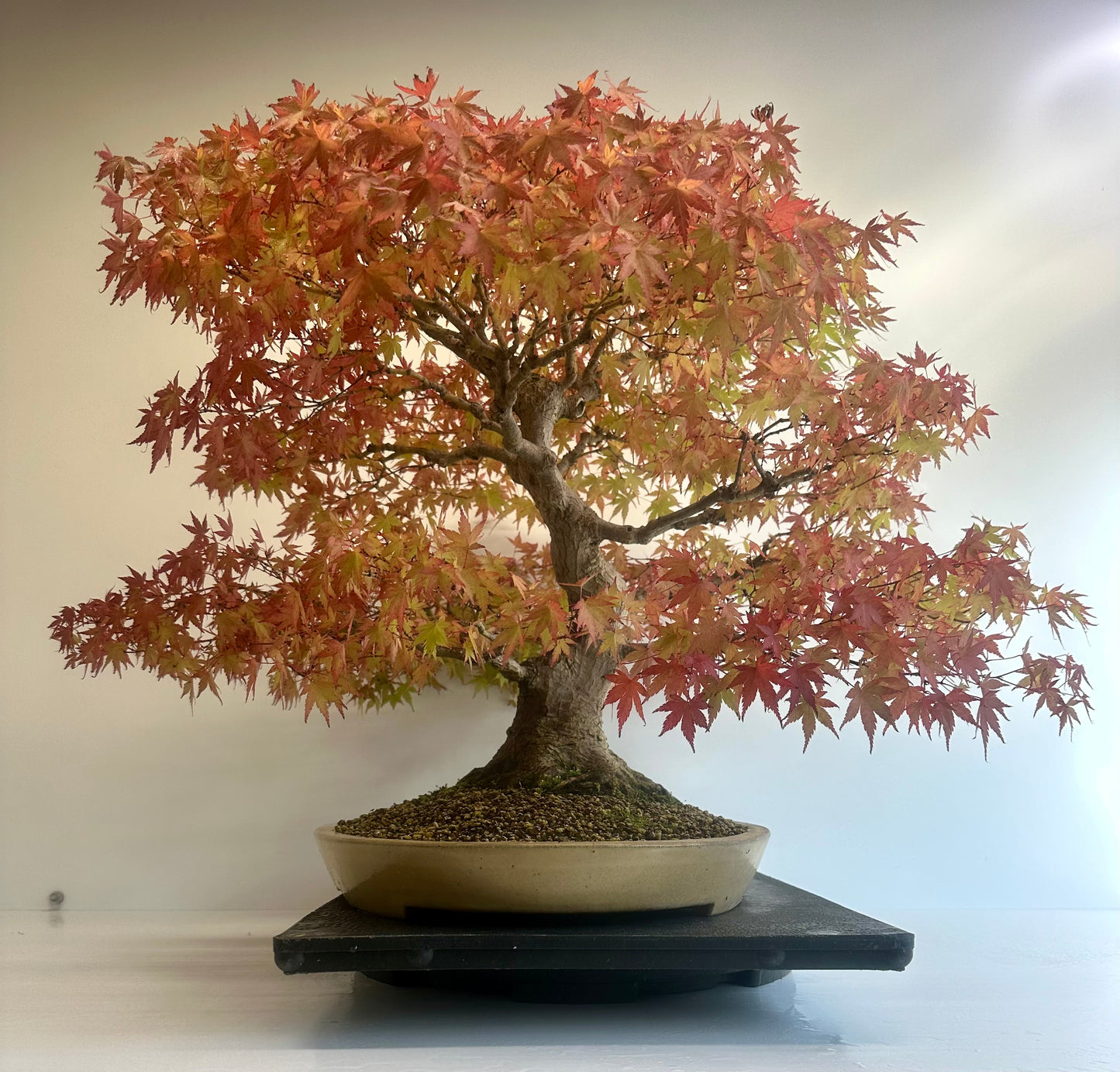 Acer Palmatum - Mountain Maple