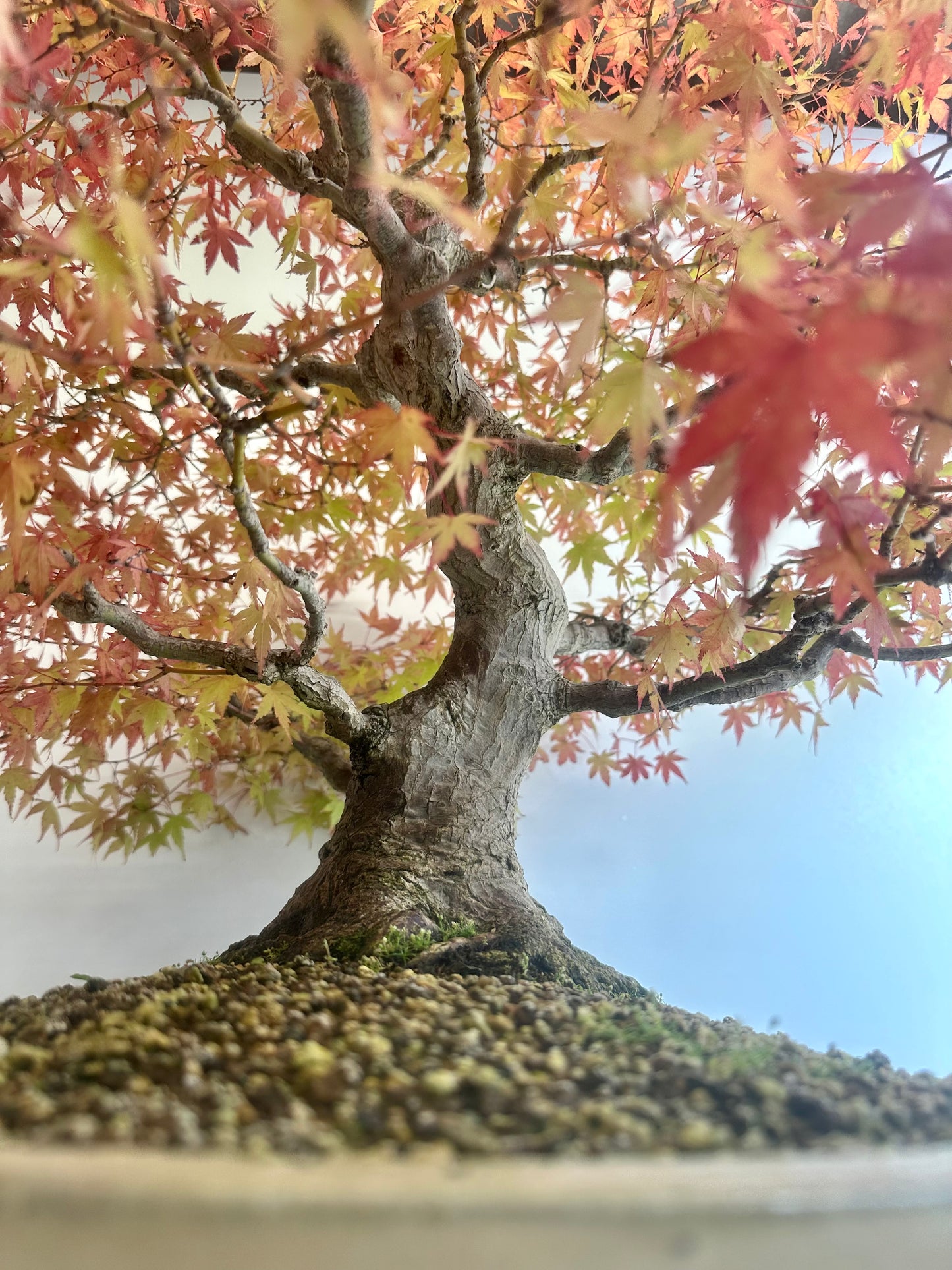 Acer Palmatum - Mountain Maple