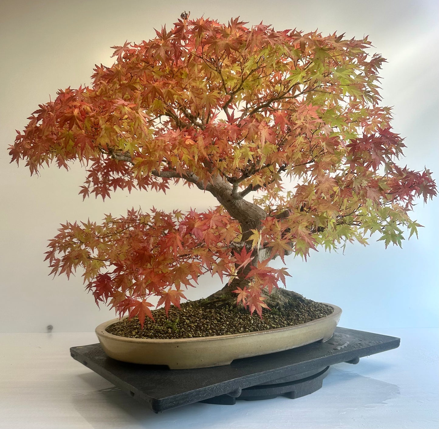Acer Palmatum - Mountain Maple