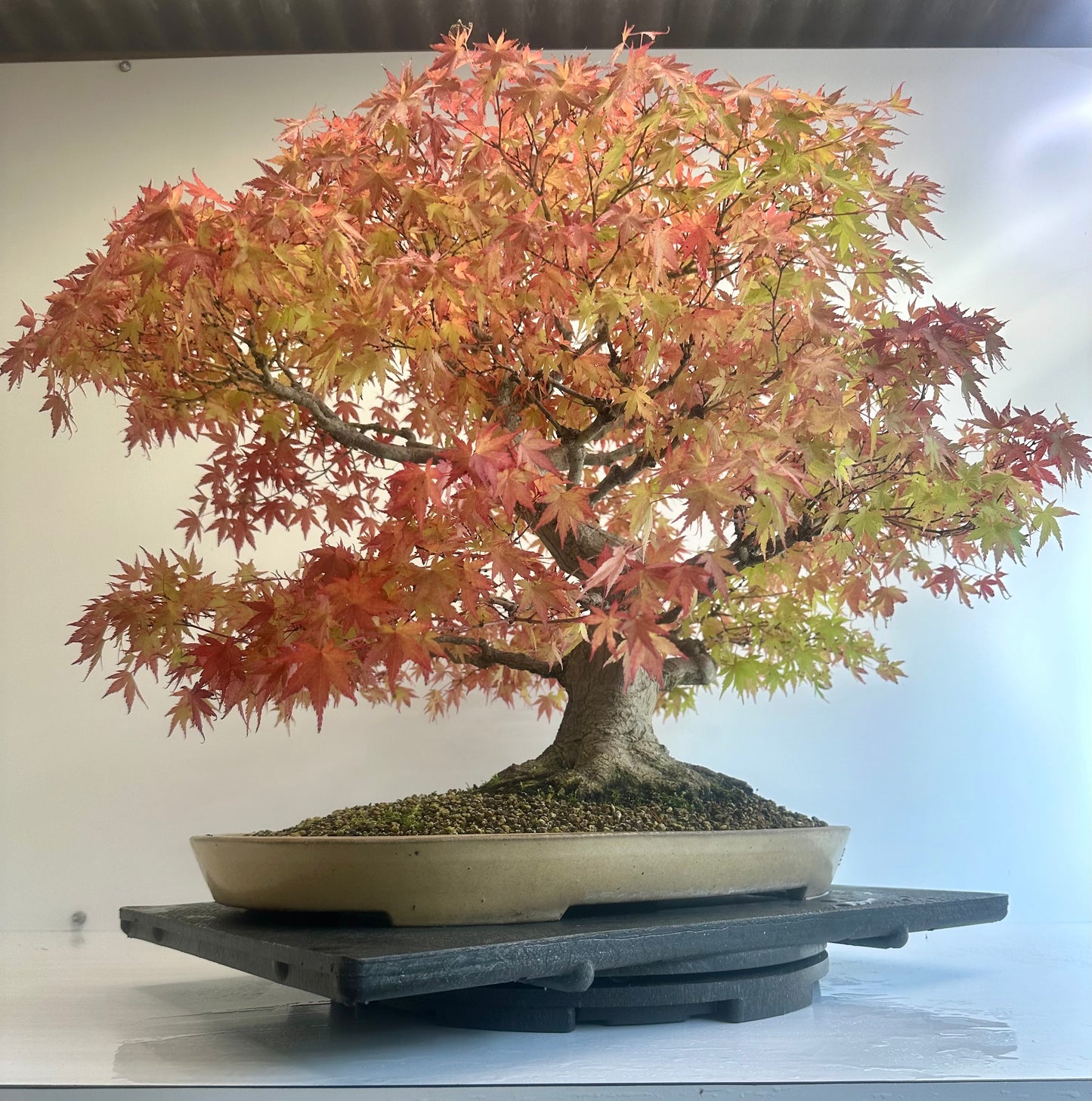 Acer Palmatum - Mountain Maple