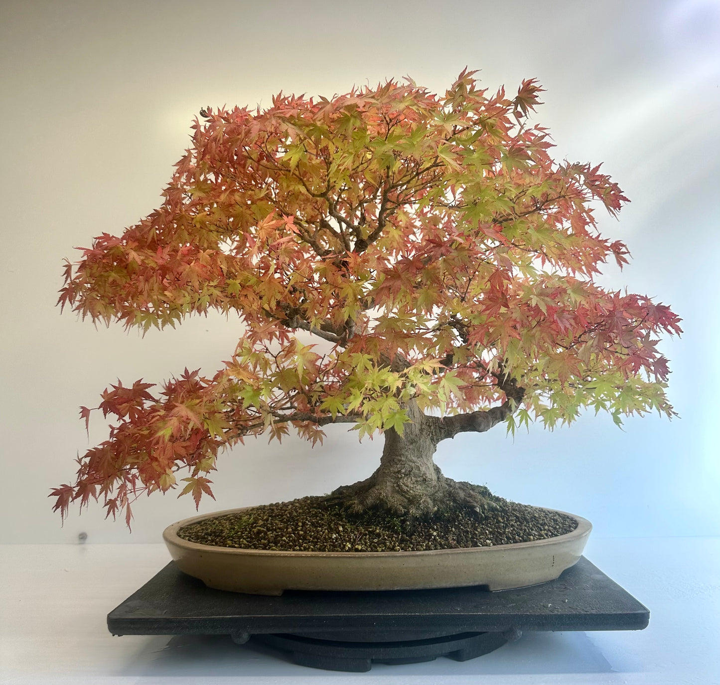 Acer Palmatum - Mountain Maple