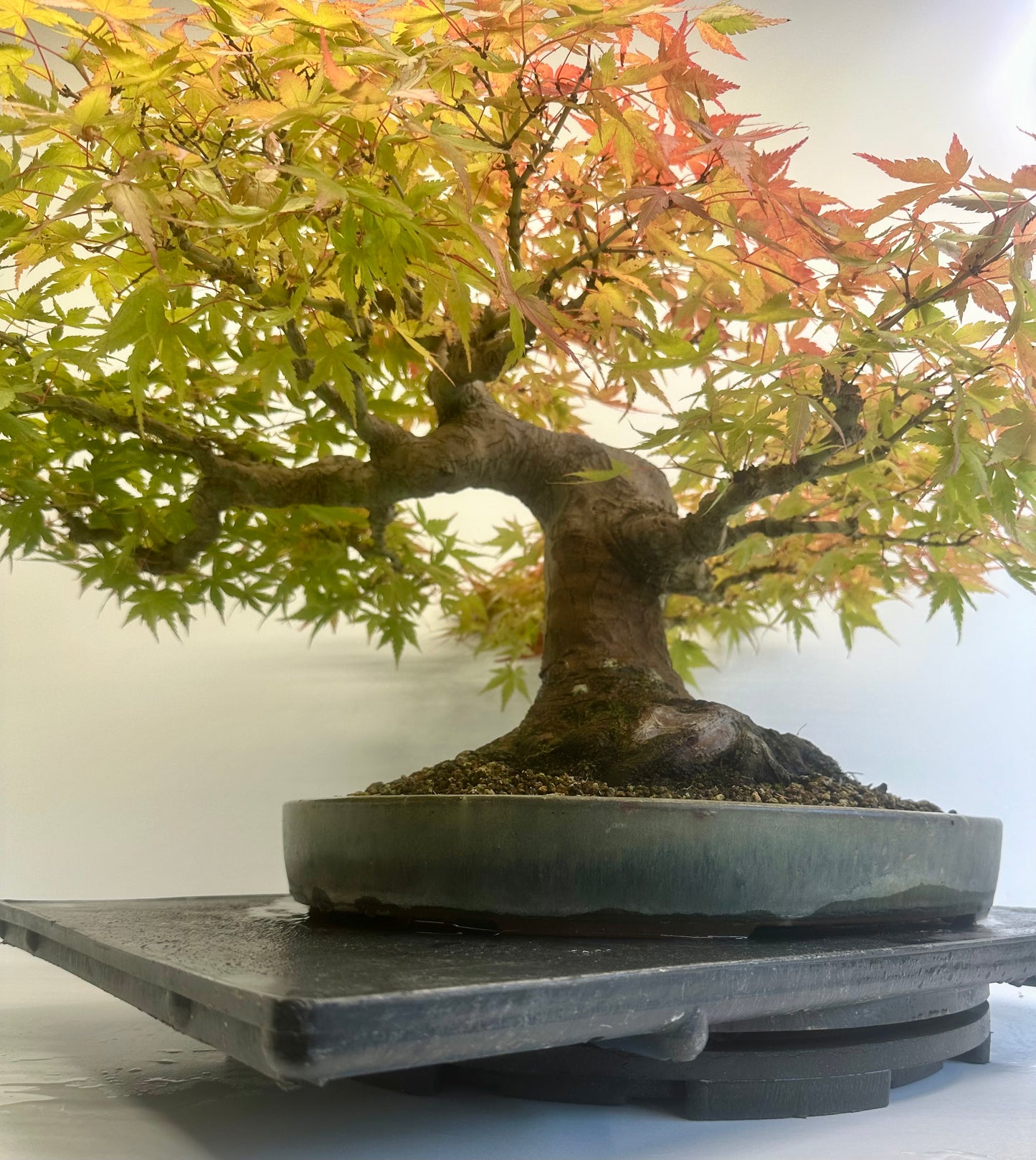 Acer Palmatum - Mountain Maple
