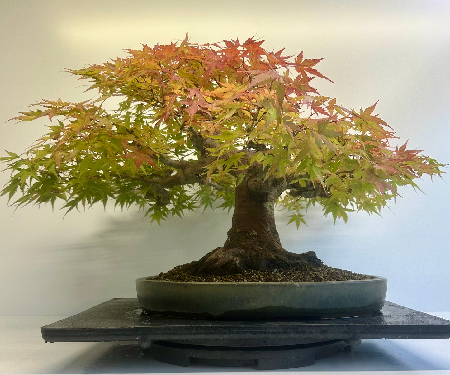 Acer Palmatum - Mountain Maple