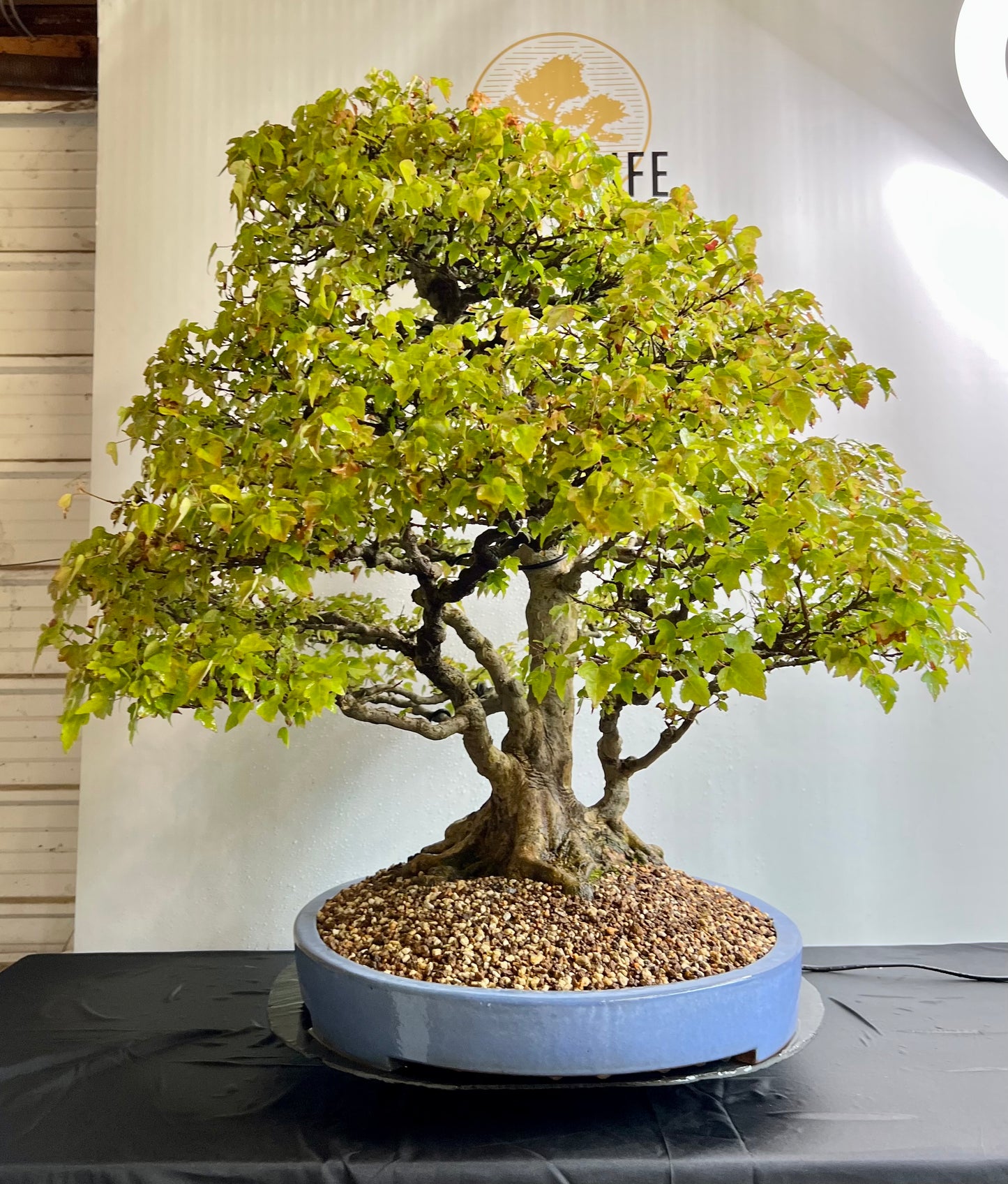 Acer Buergerianum - Trident Maple