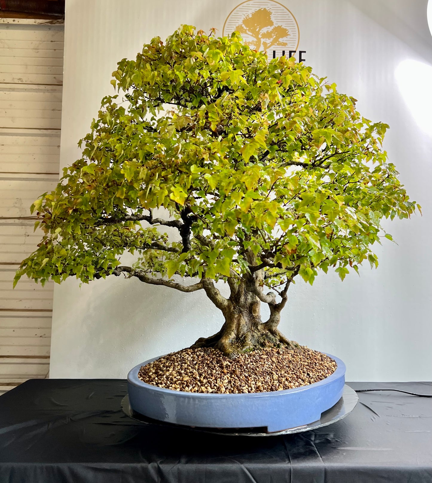 Acer Buergerianum - Trident Maple