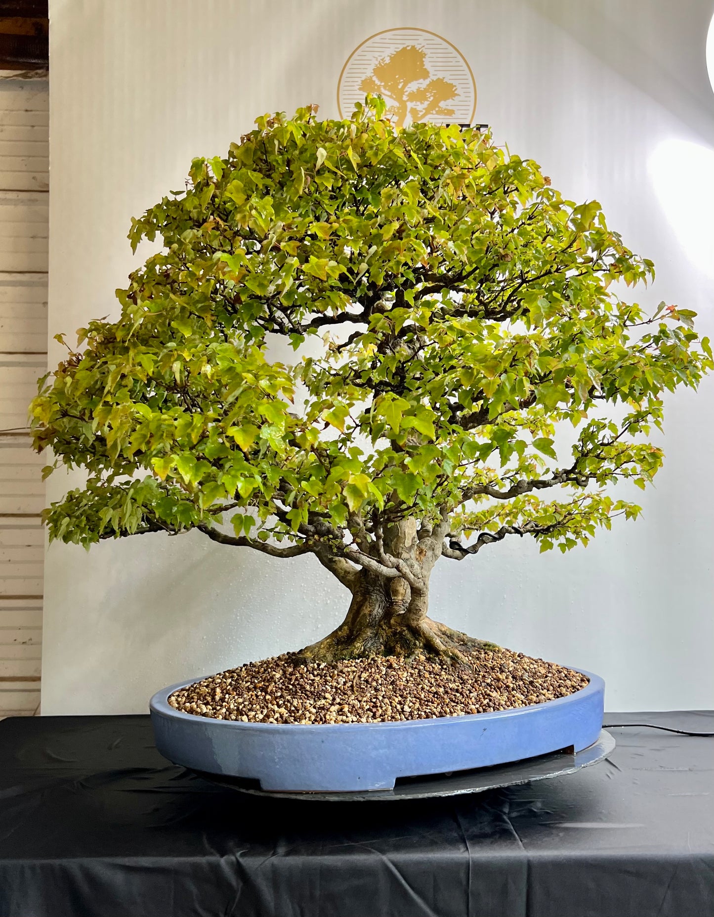 Acer Buergerianum - Trident Maple