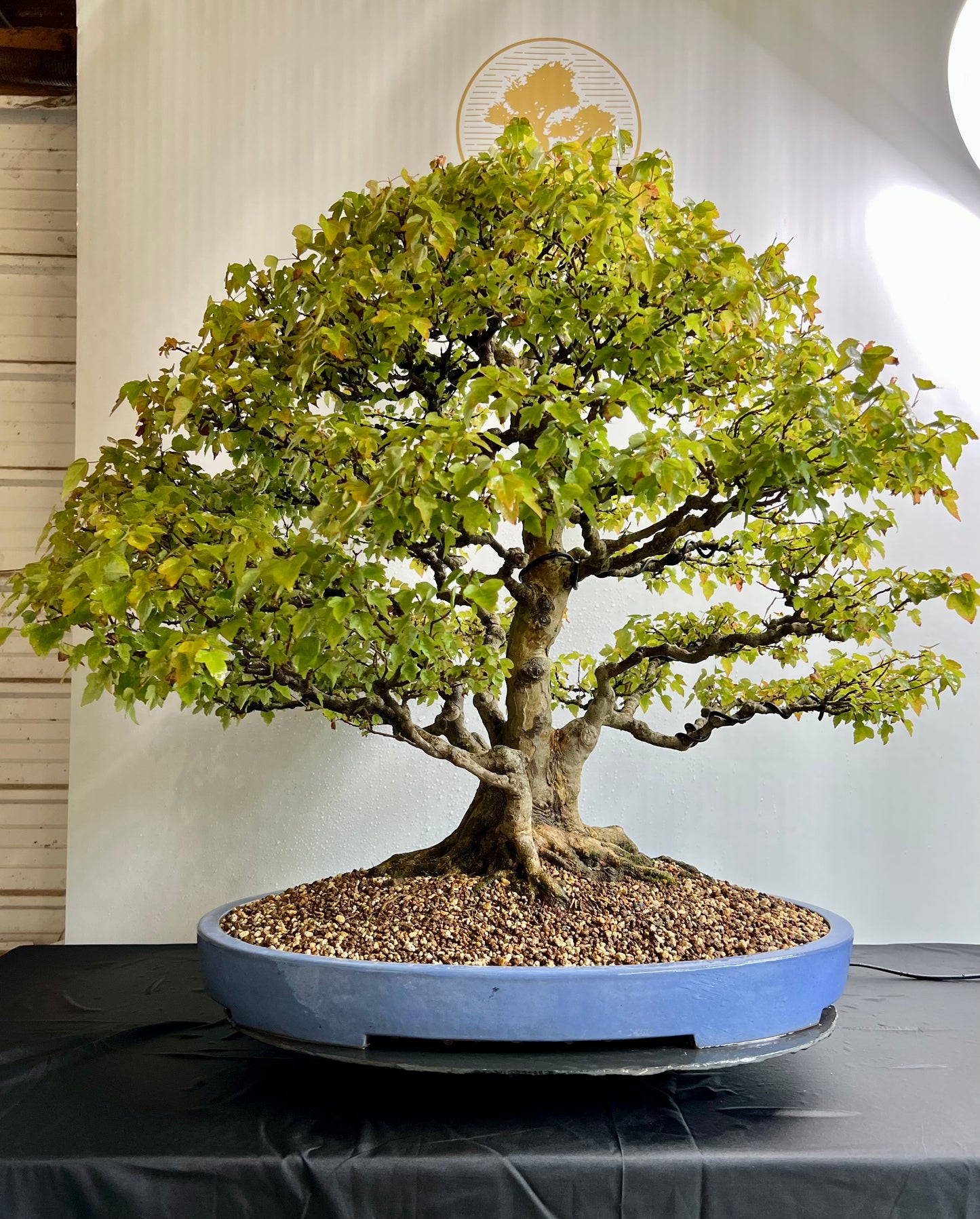 Acer Buergerianum - Trident Maple