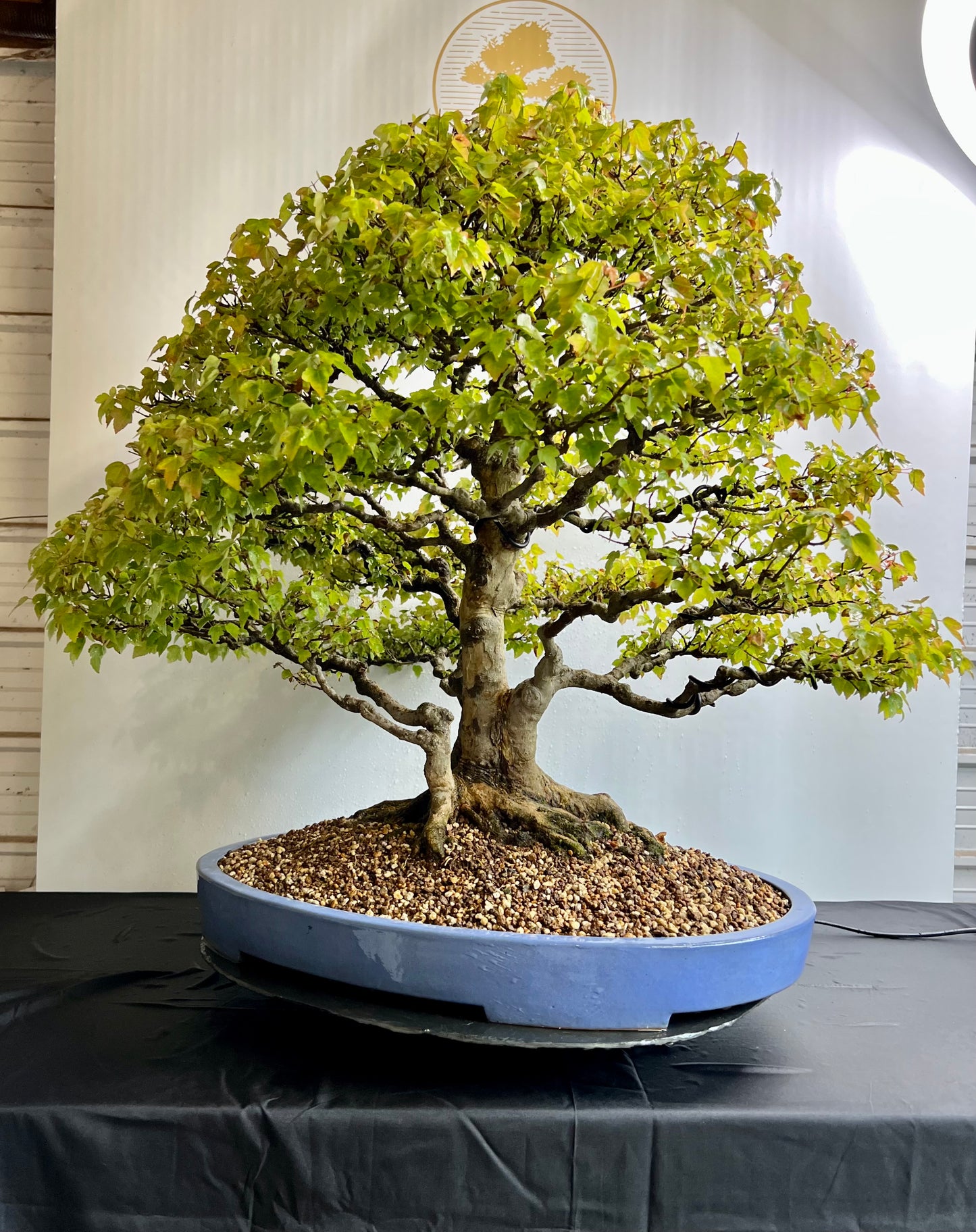 Acer Buergerianum - Trident Maple