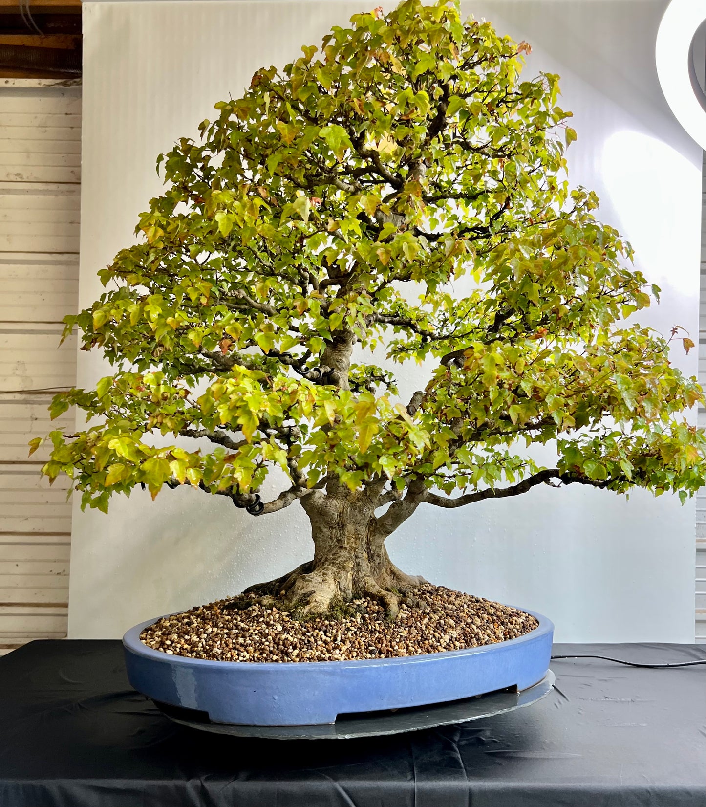 Acer Buergerianum - Trident Maple
